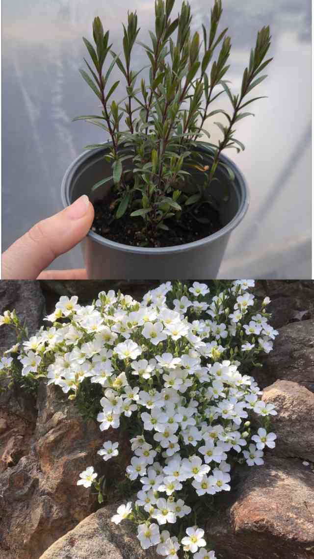 Аренарія (піщанка)