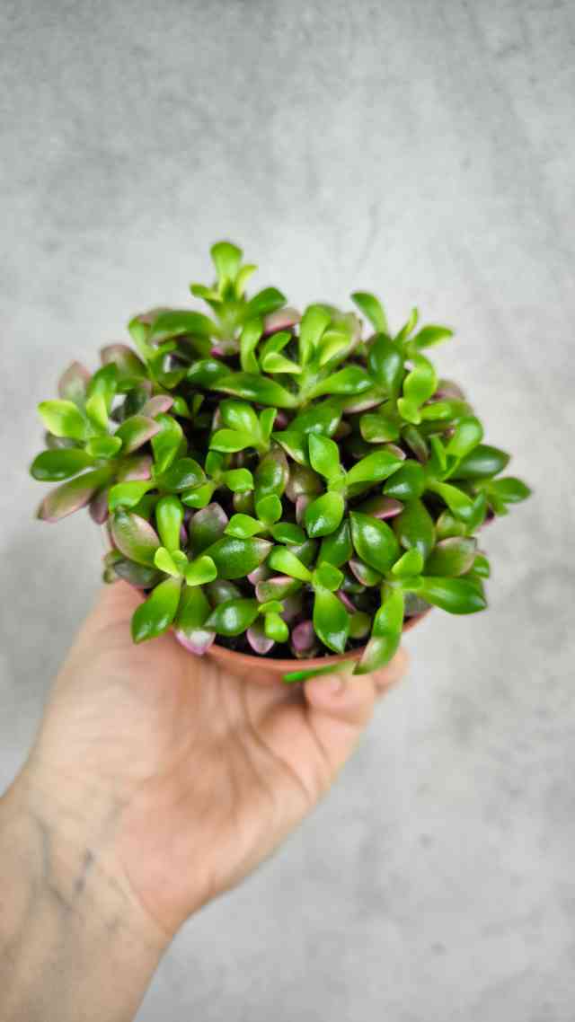  Сукулент Anacampseros rufescenssunrise (8/12)