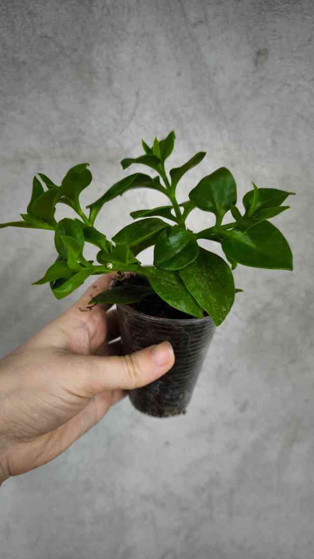 Аптенія зелена 