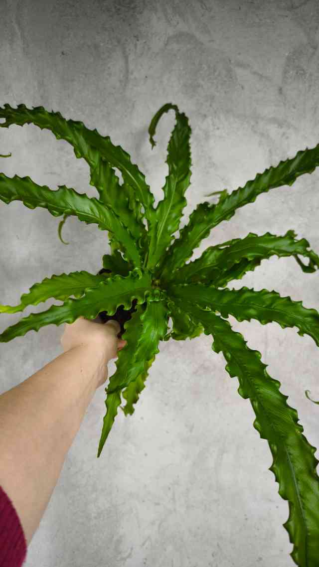 Аспленіум Осака