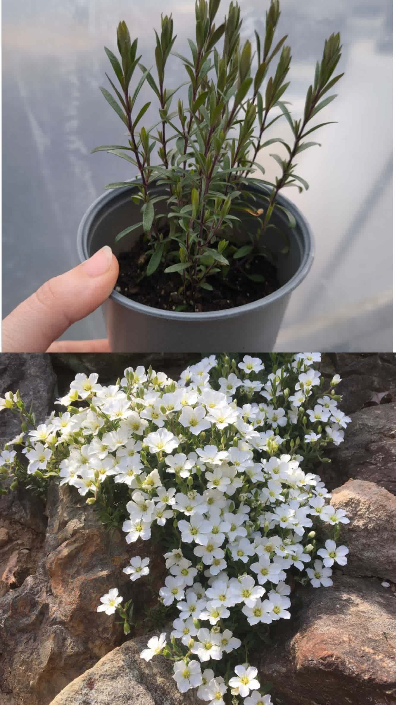 Аренарія (піщанка)