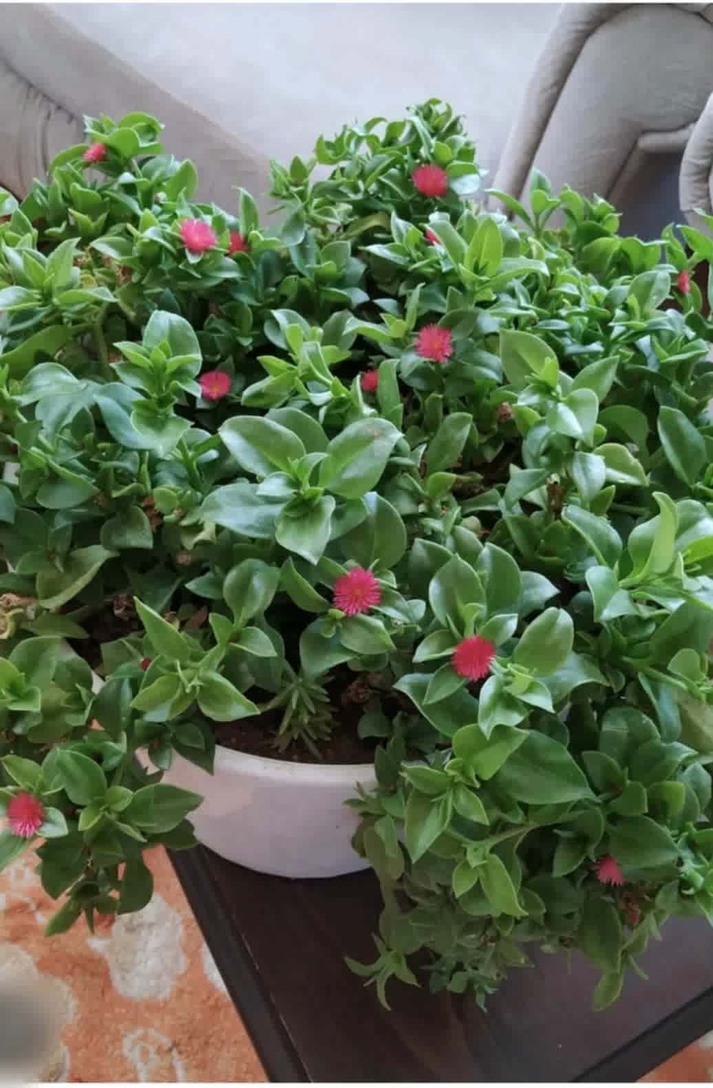 Аптенія зелена