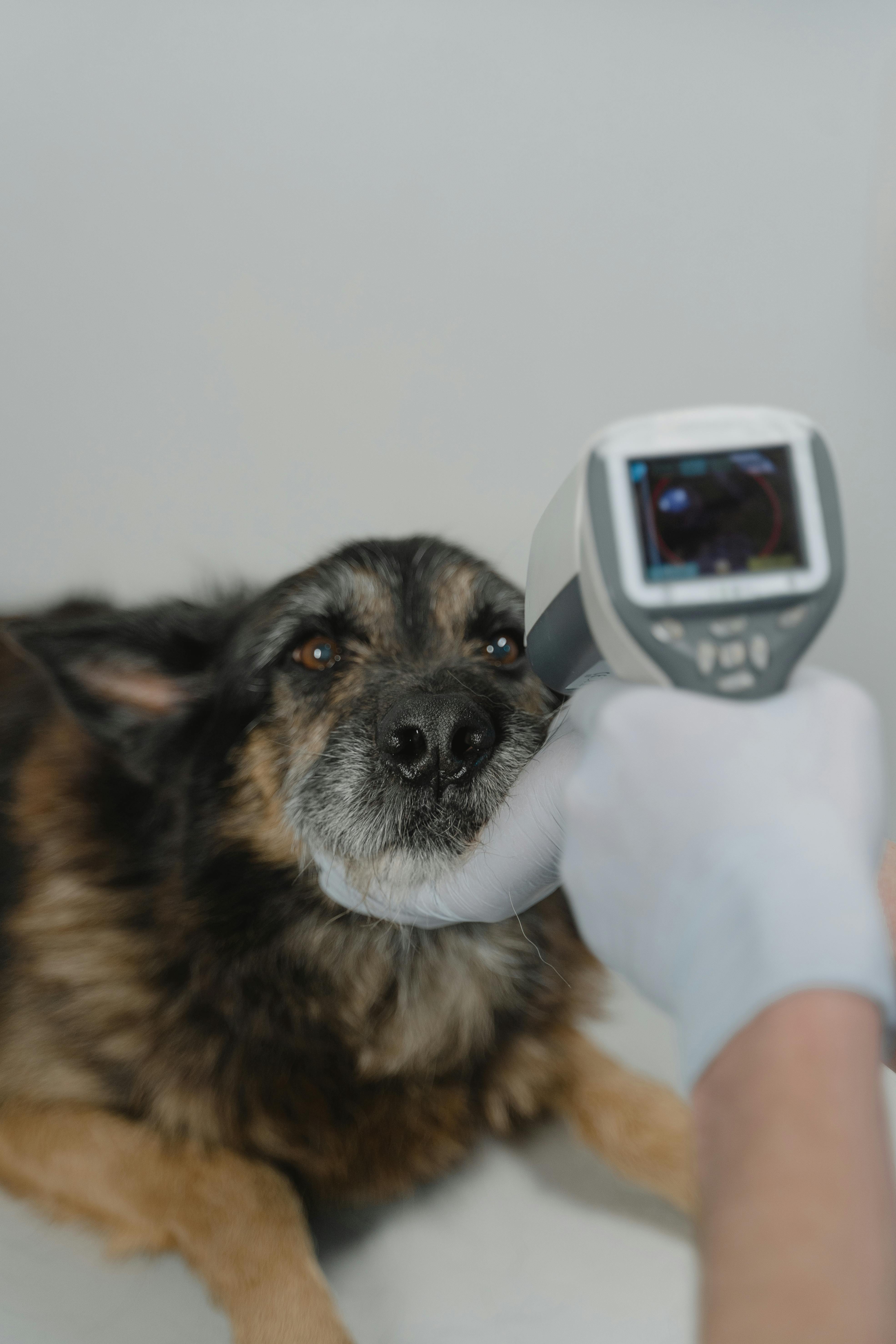 La situación actual de los veterinarios en España: desafíos y reivindicaciones