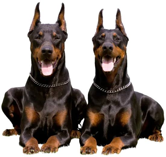 Girl Flip Dobermans
