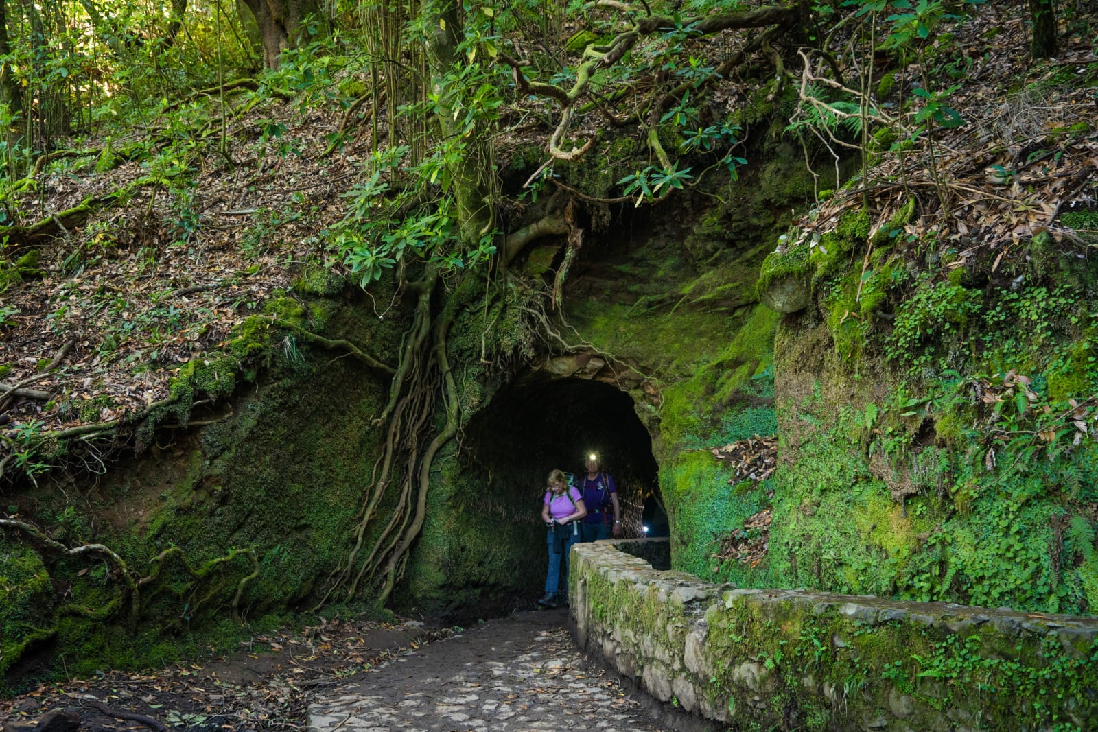 Living Root Bridge Trek in Meghalaya