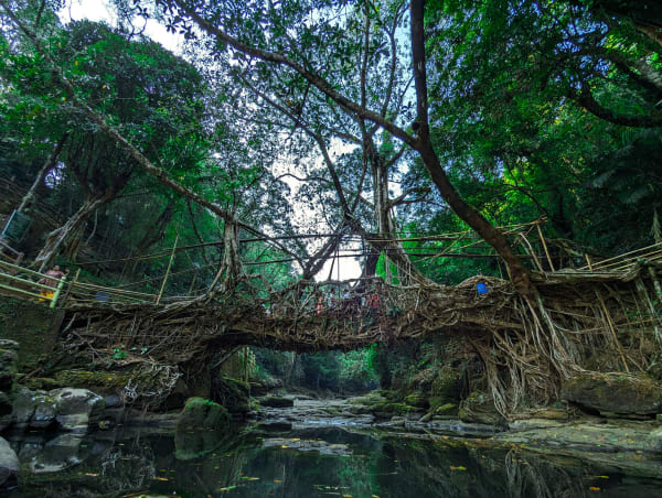 Living Root Bridge Trek in Meghalaya