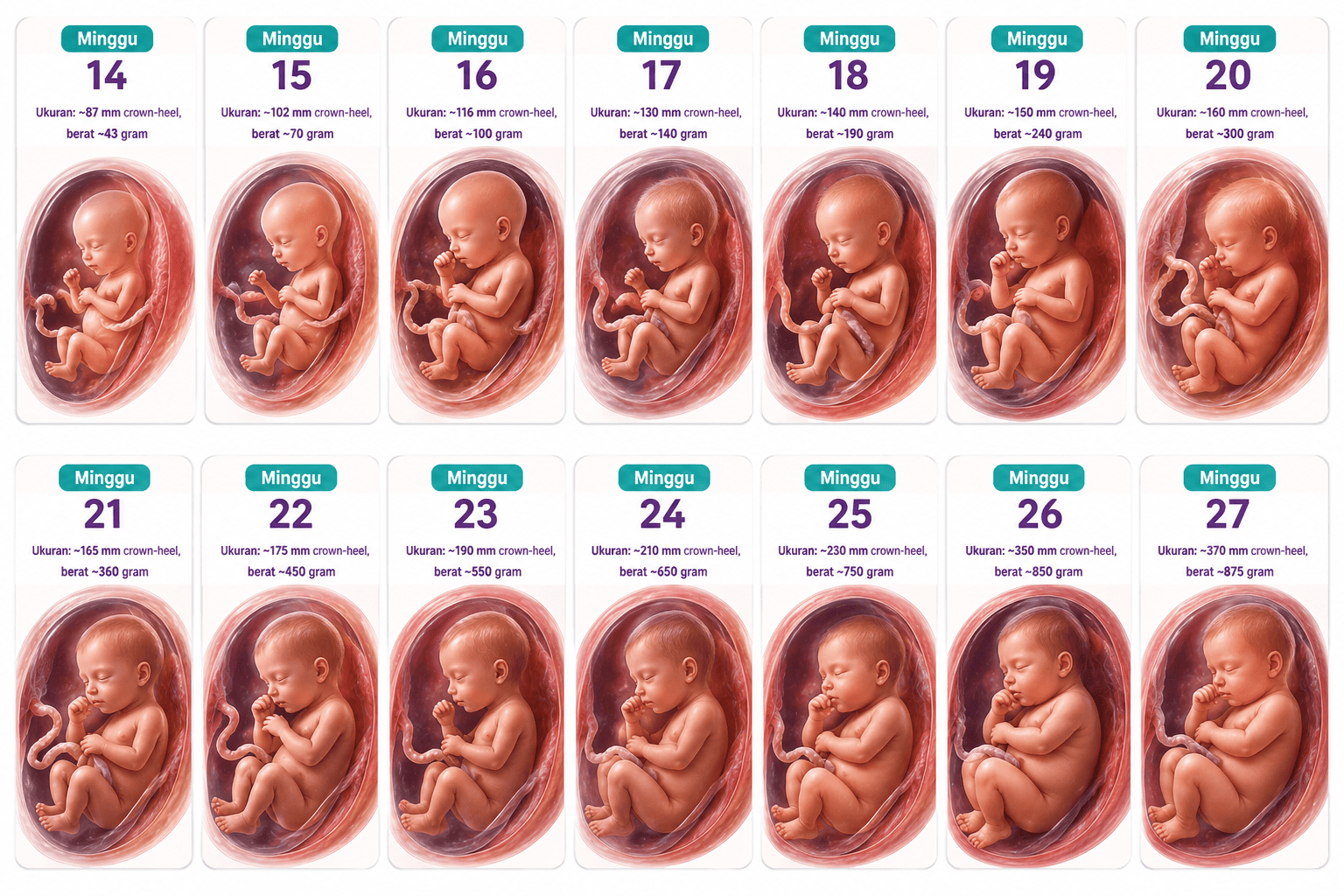 Fase perkembangan trimester 2