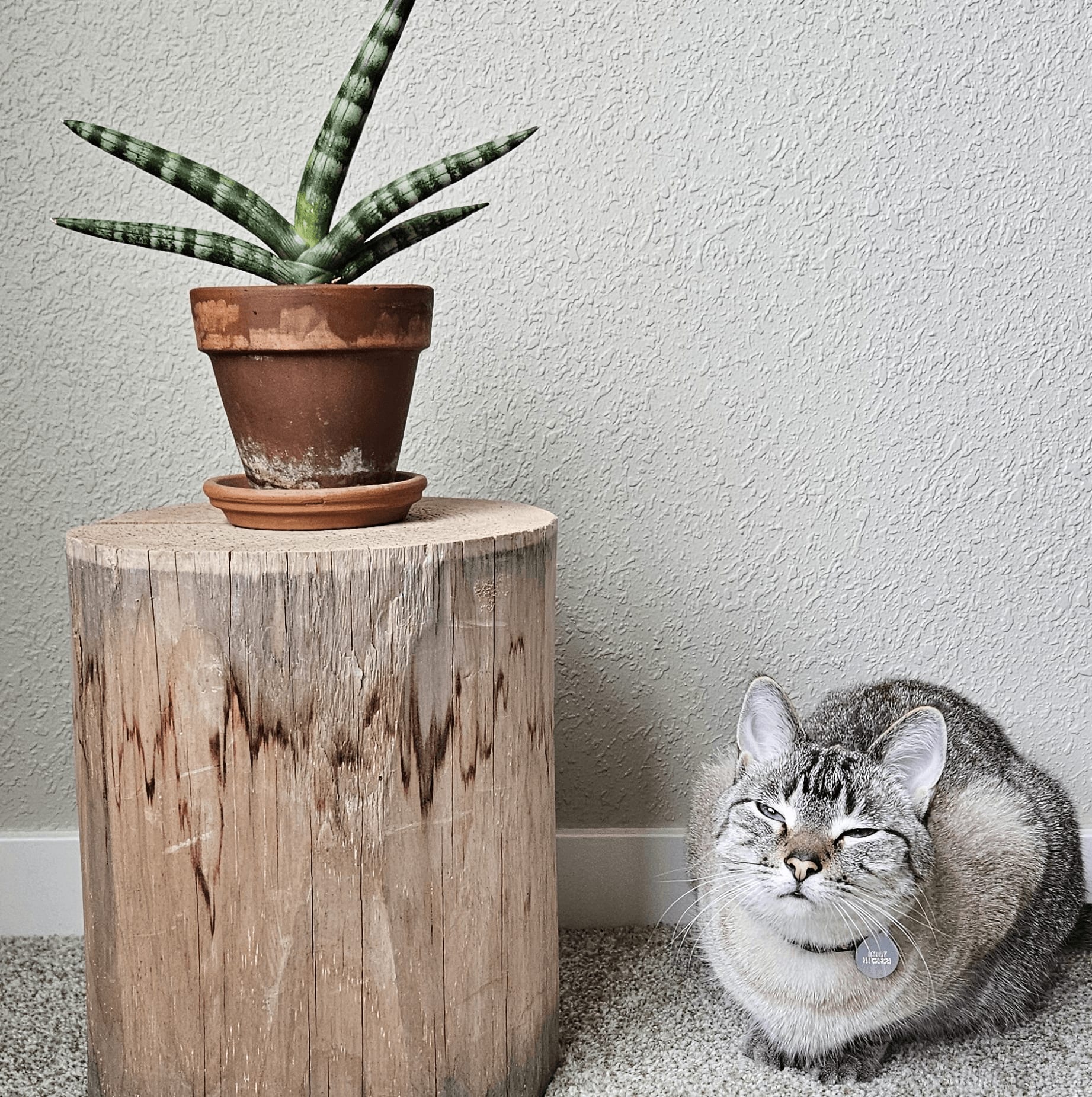Related image of Dracaena Angolensis