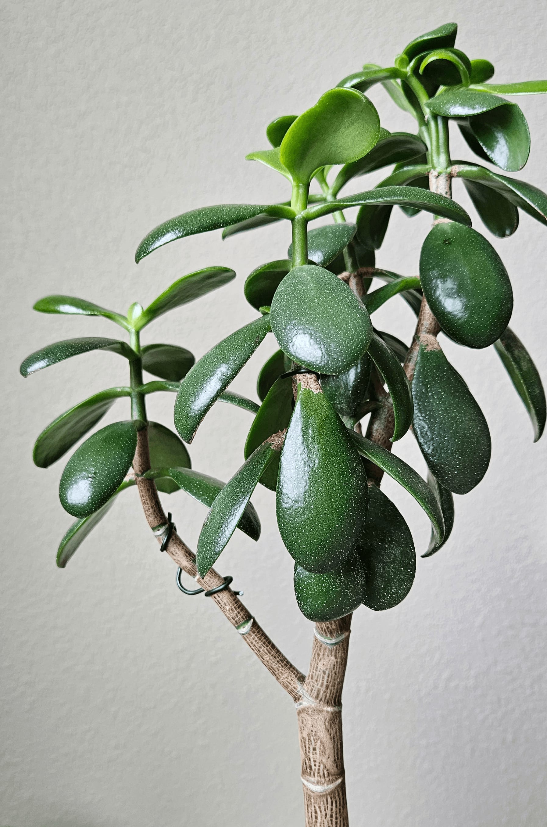Image of the Crassula Ovata plant