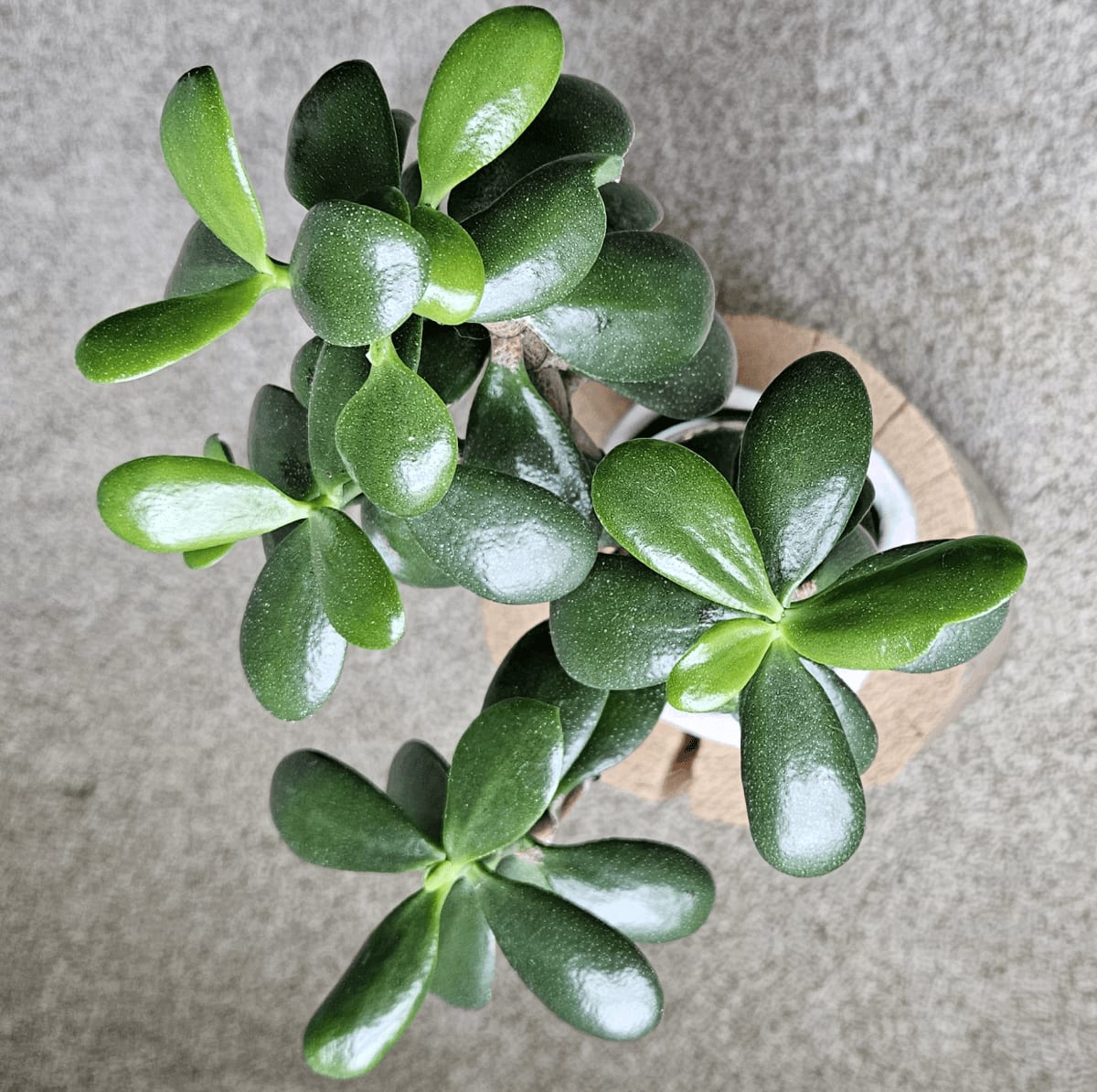 Related image of Crassula Ovata