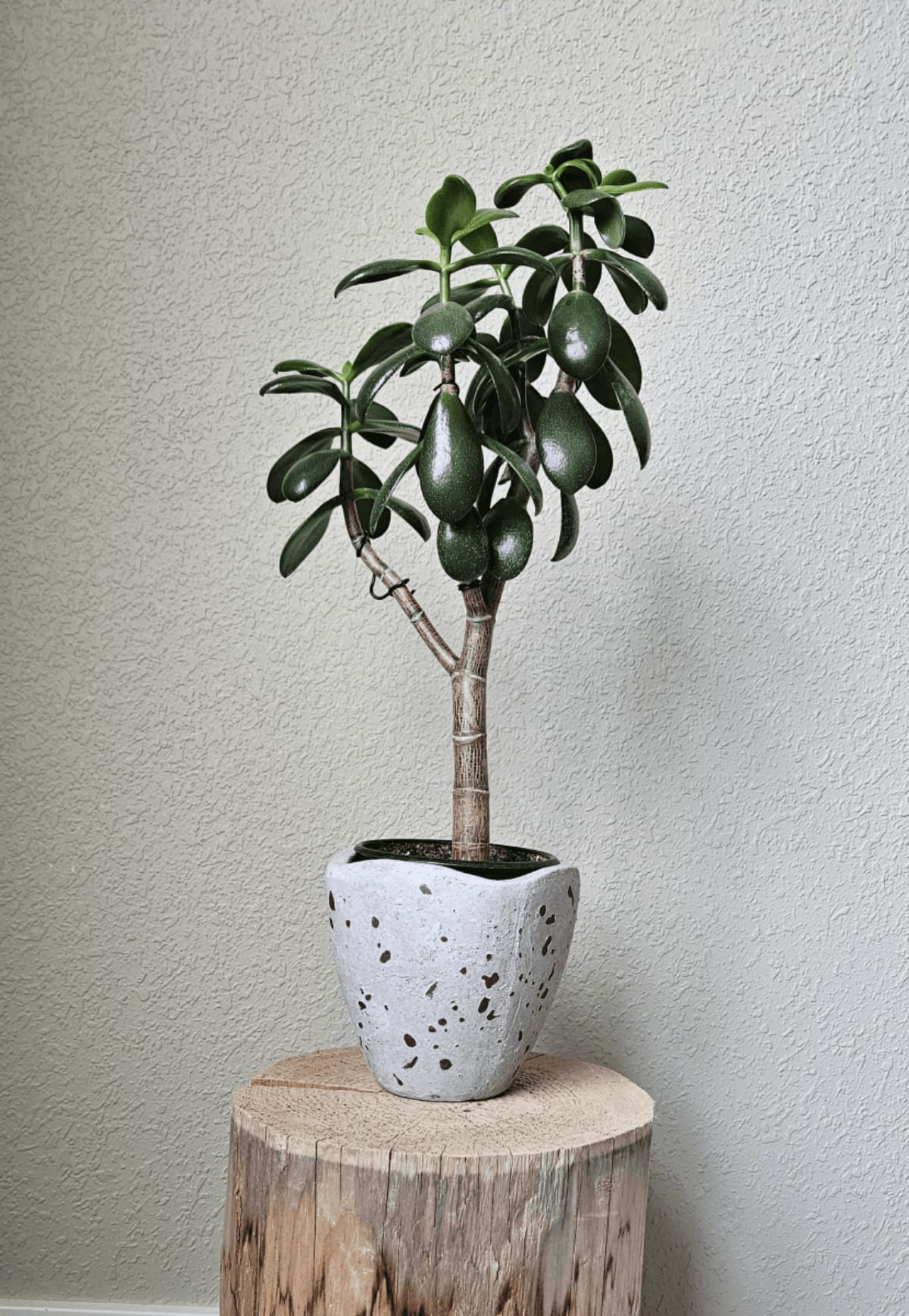 Related image of Crassula Ovata