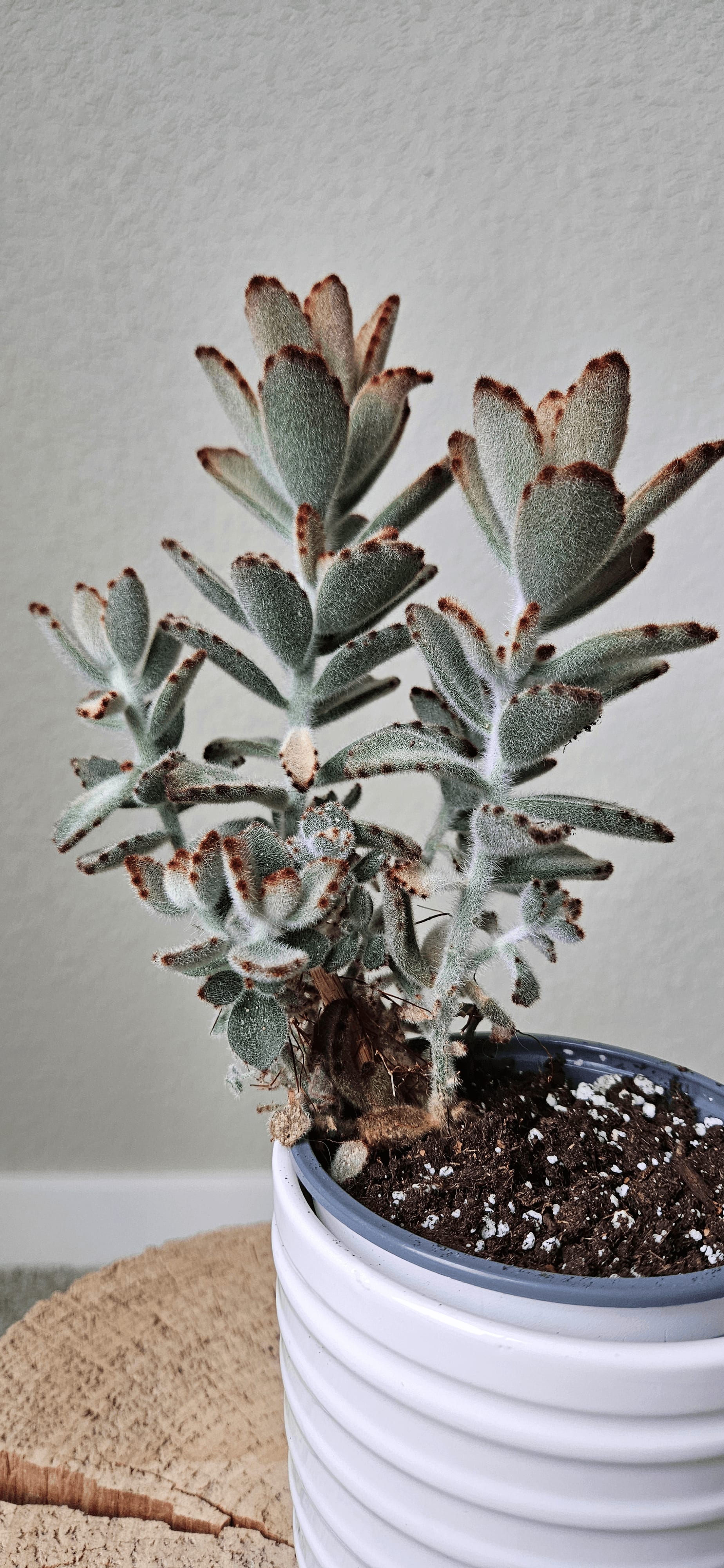 Image of the Kalanchoe tomentosa plant