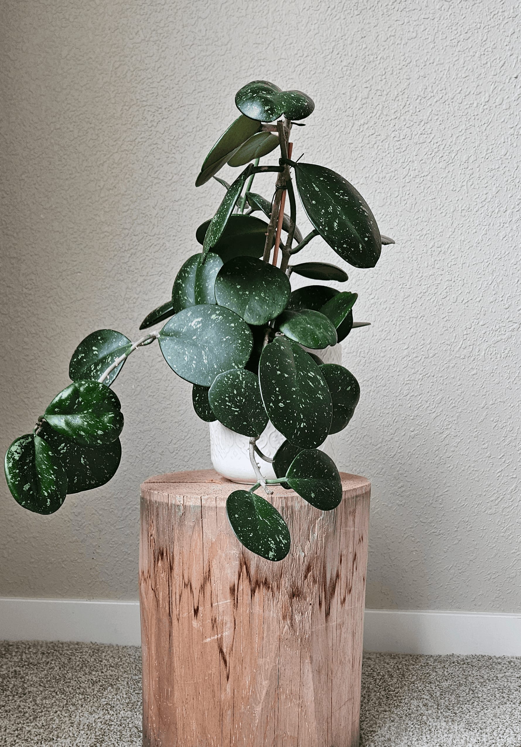 Related image of Hoya Obovata