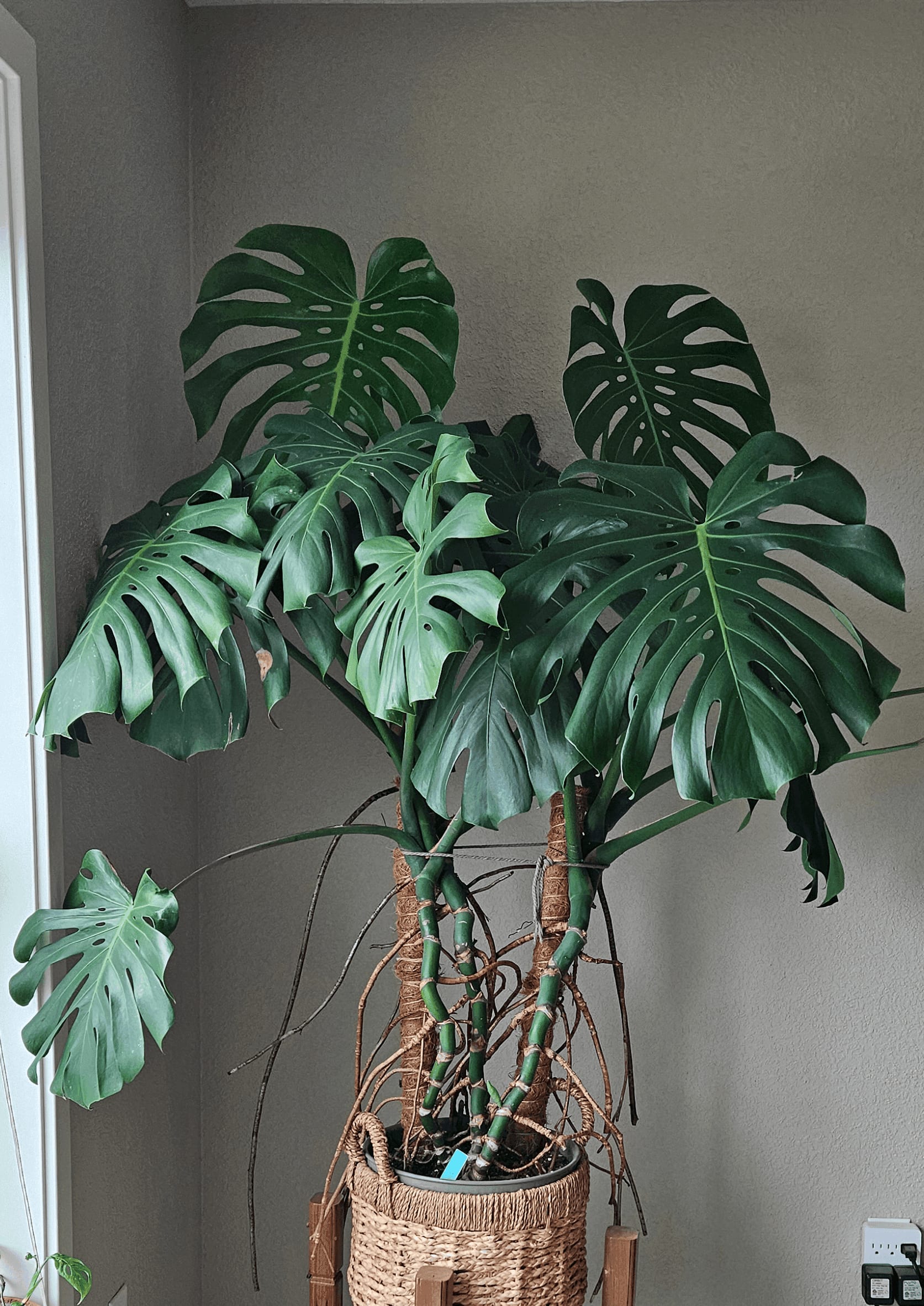 Image of the Monstera Deliciosa plant