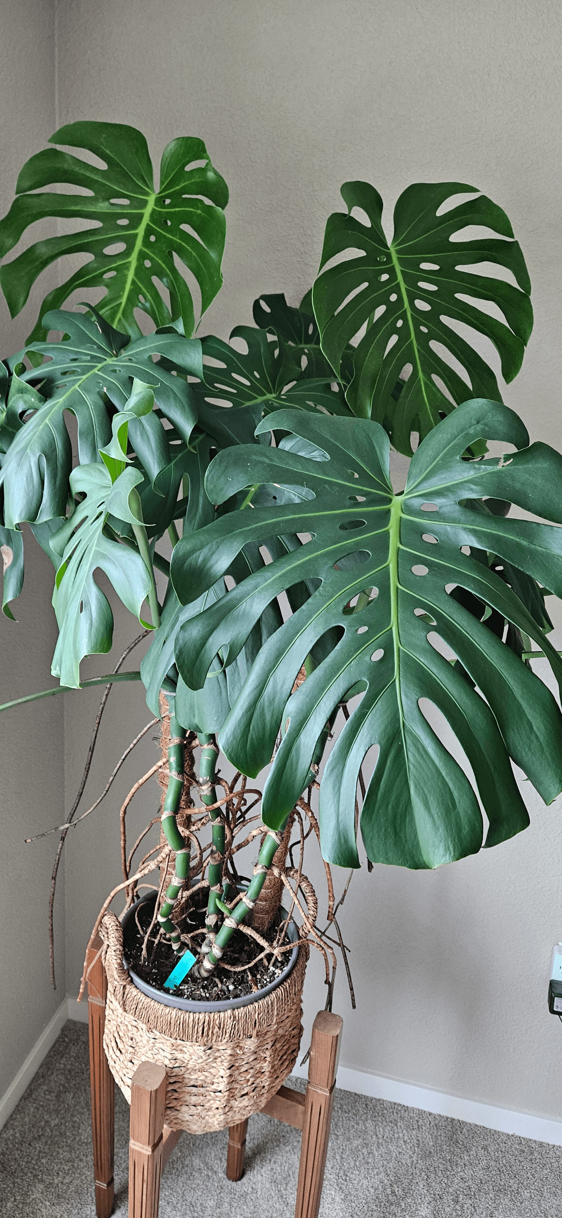 Related image of Monstera Deliciosa