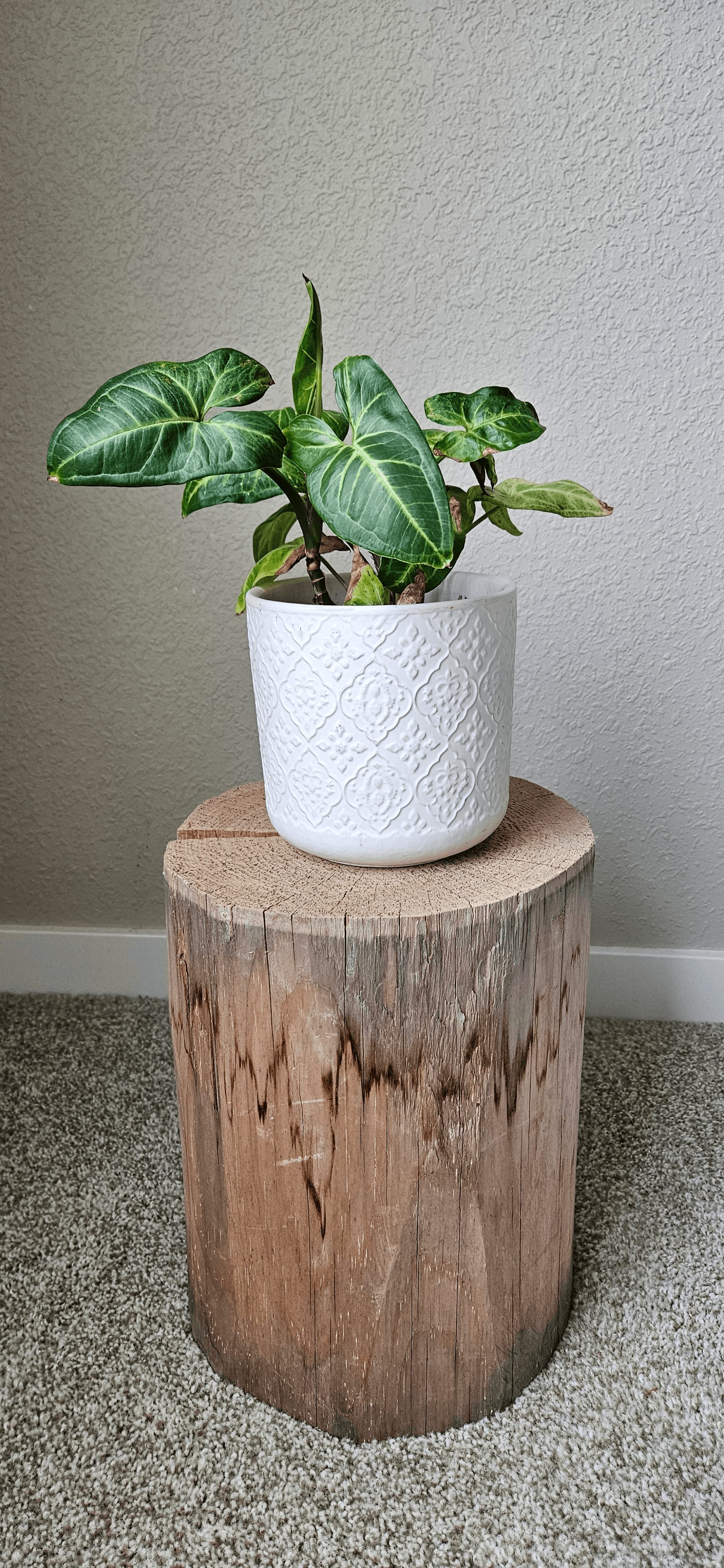 Related image of Syngonium Podophyllum