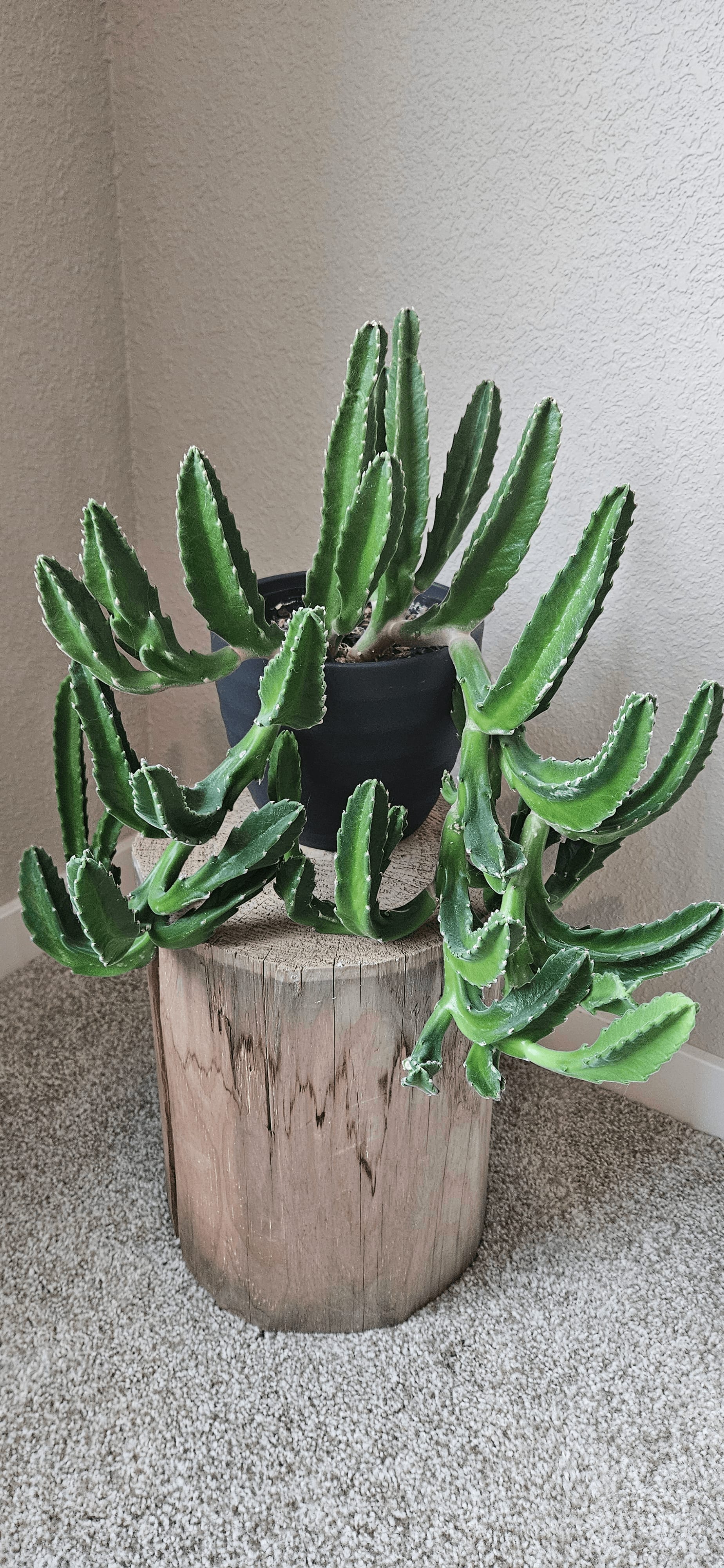 Related image of Stapelia Gigantea