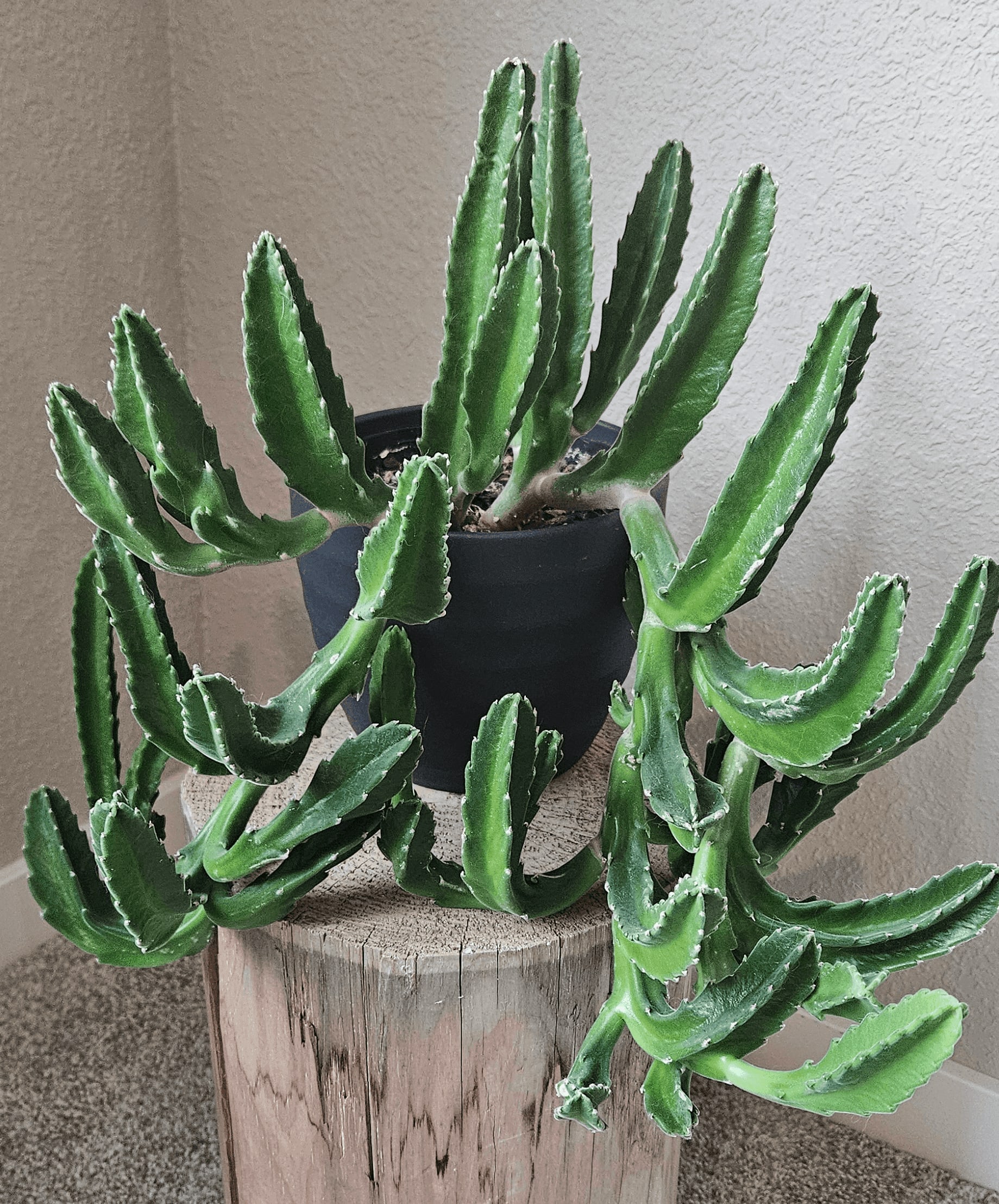 Image of the Stapelia Gigantea plant