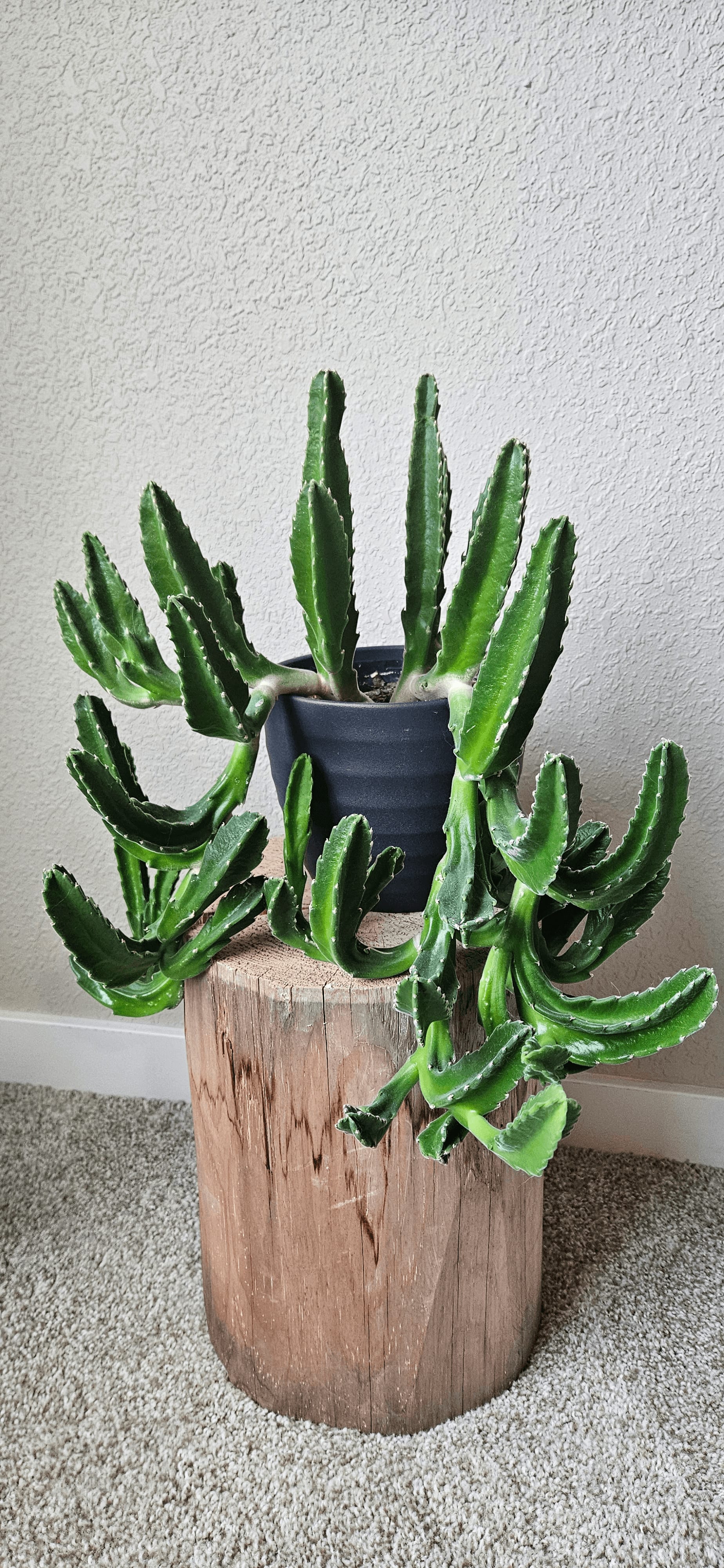 Related image of Stapelia Gigantea