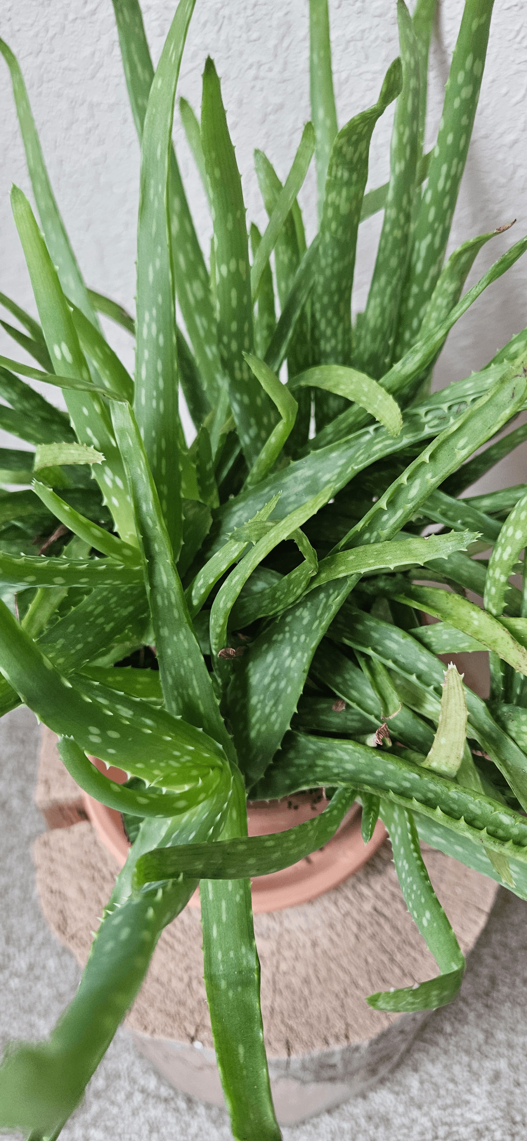 Related image of Aloe Vera