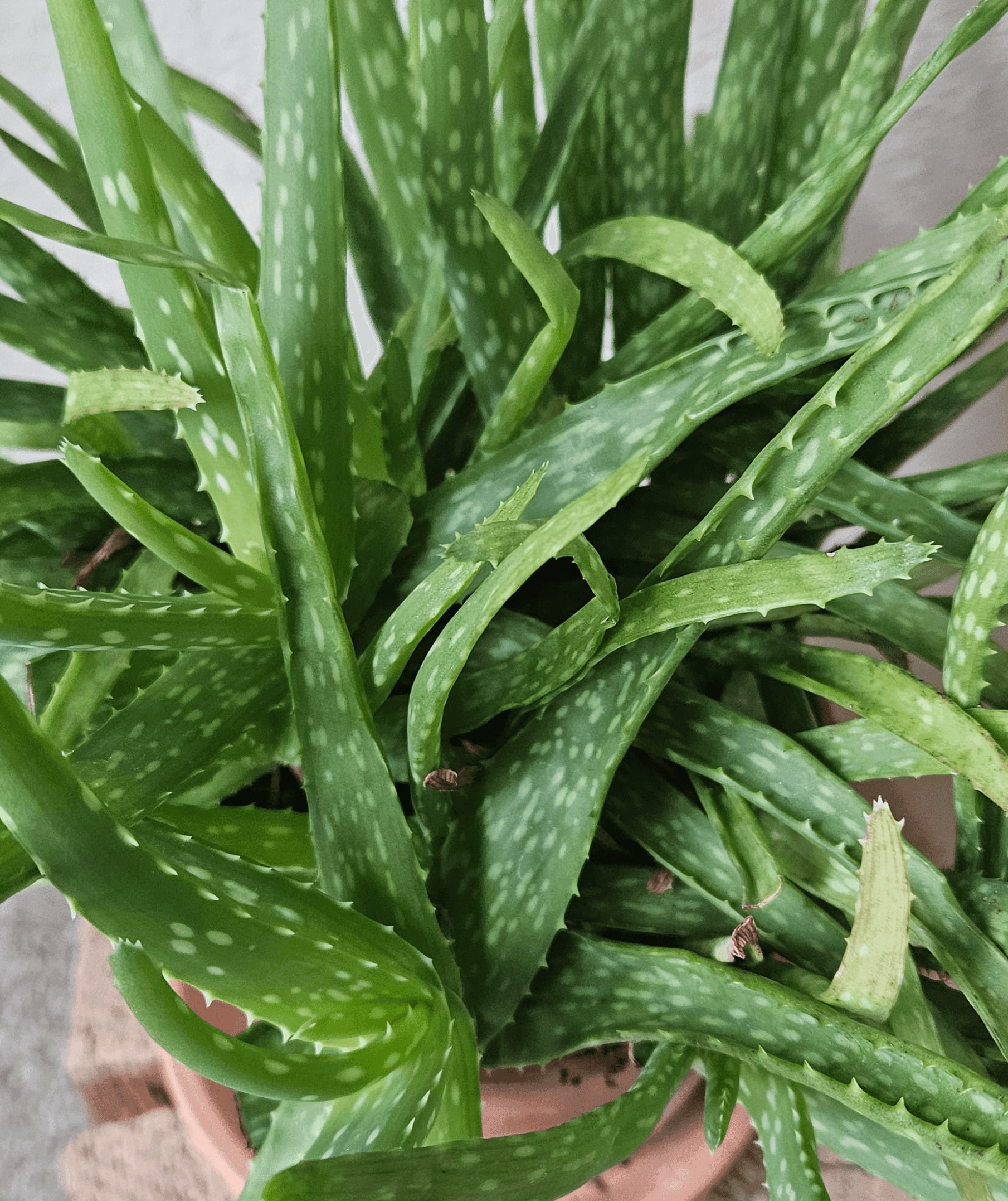 Image of the Aloe Vera plant