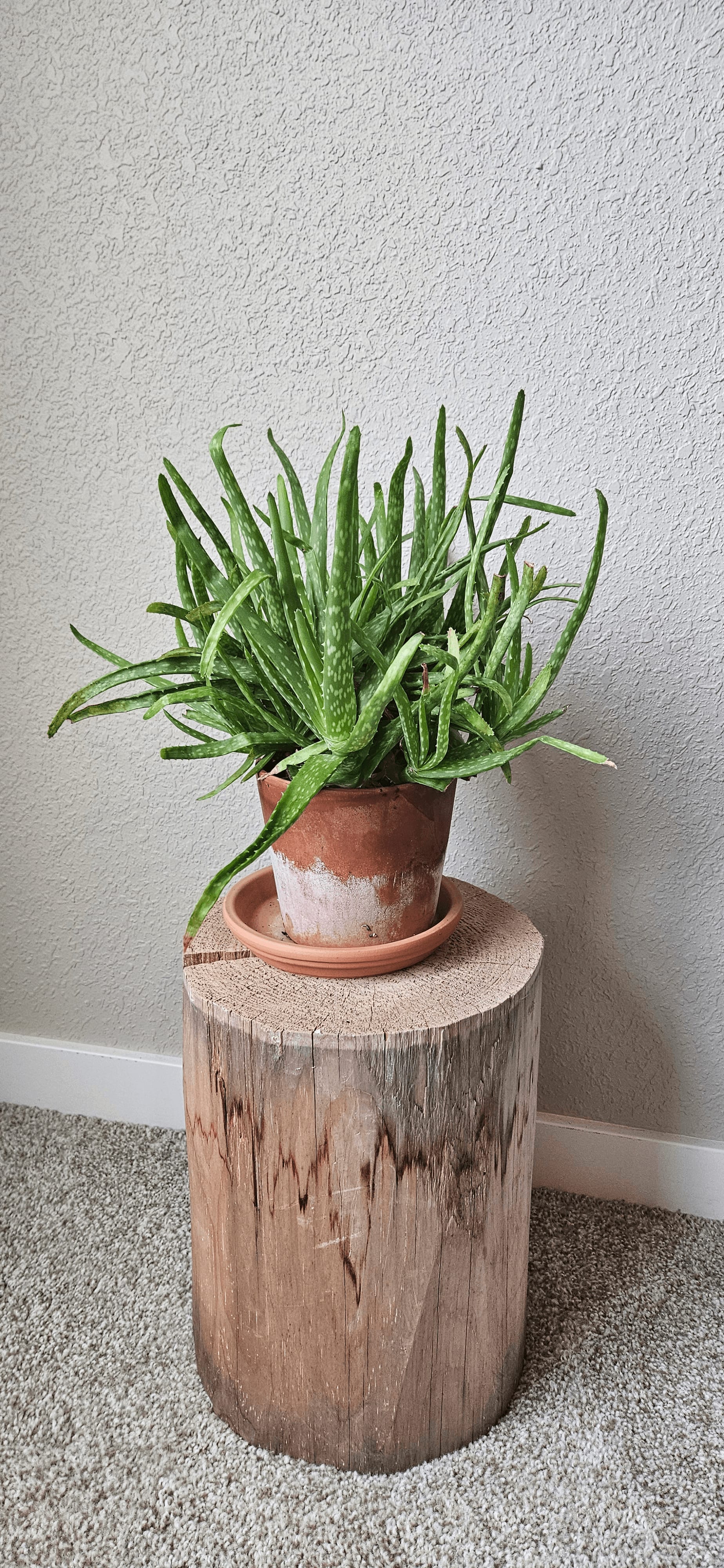 Related image of Aloe Vera