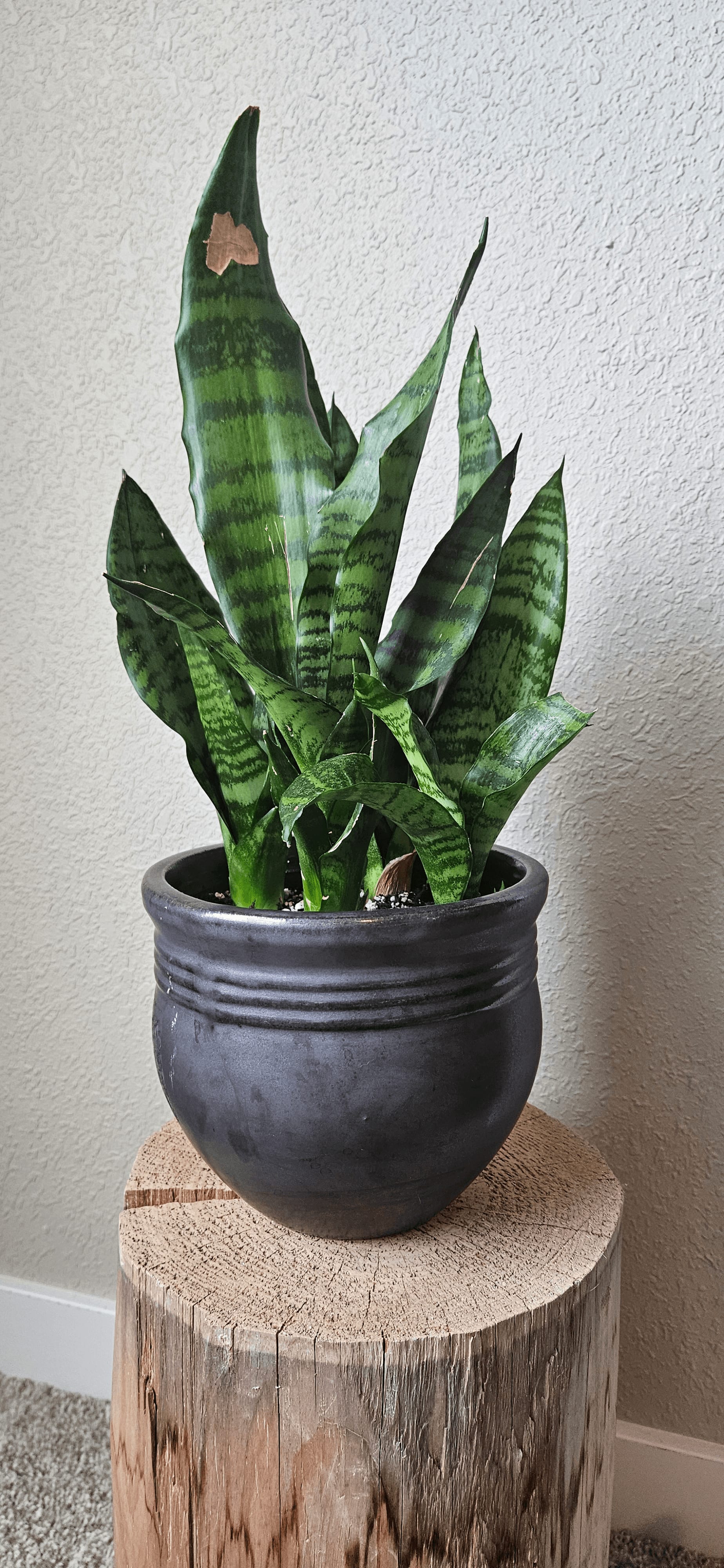 Related image of Dracaena Trifasciata 'Hahnii'