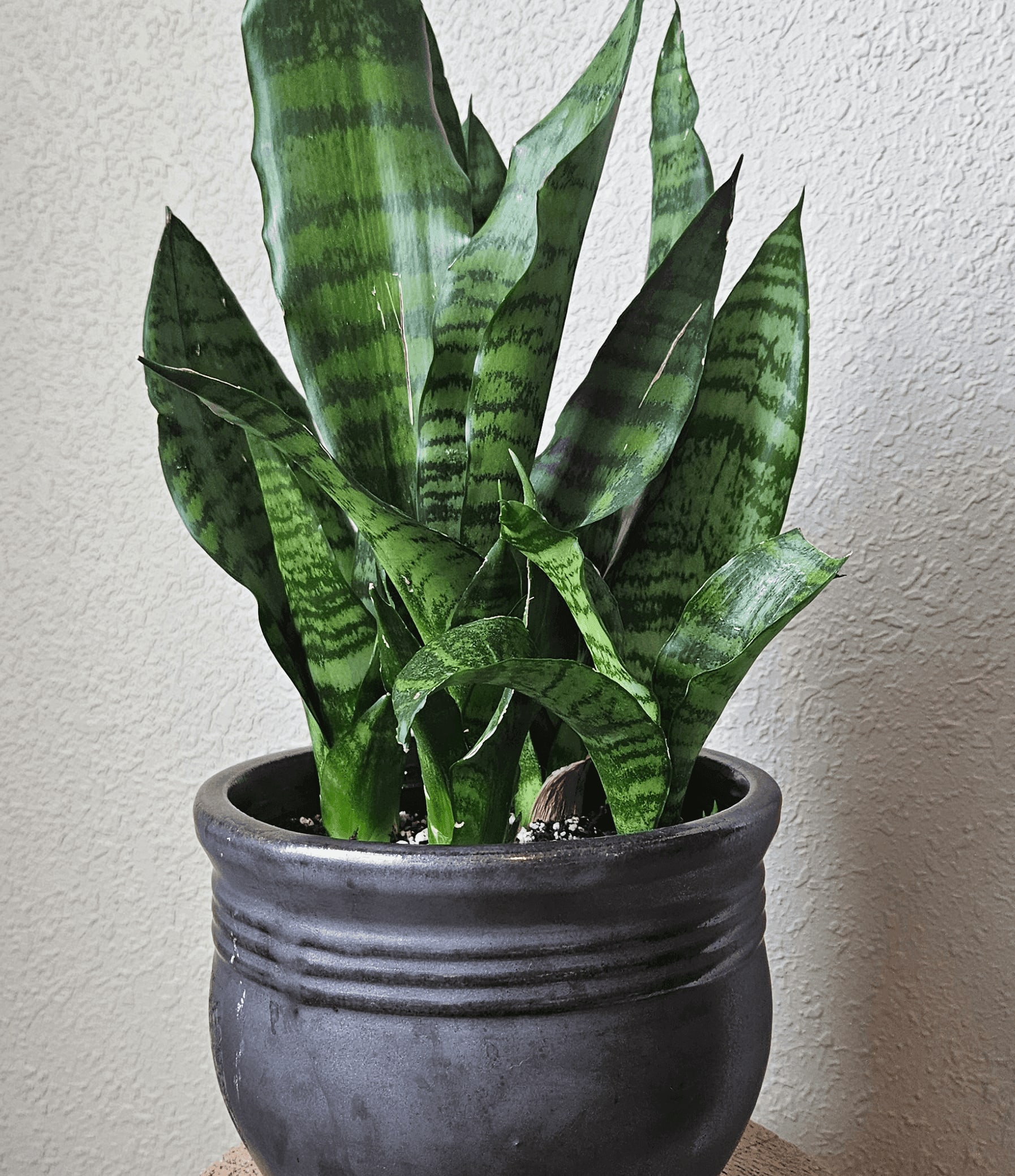Image of the Dracaena Trifasciata 'Hahnii' plant
