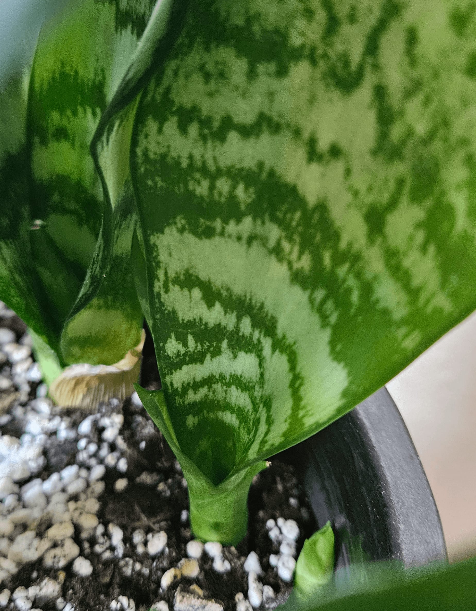 Related image of Dracaena Trifasciata 'Hahnii'