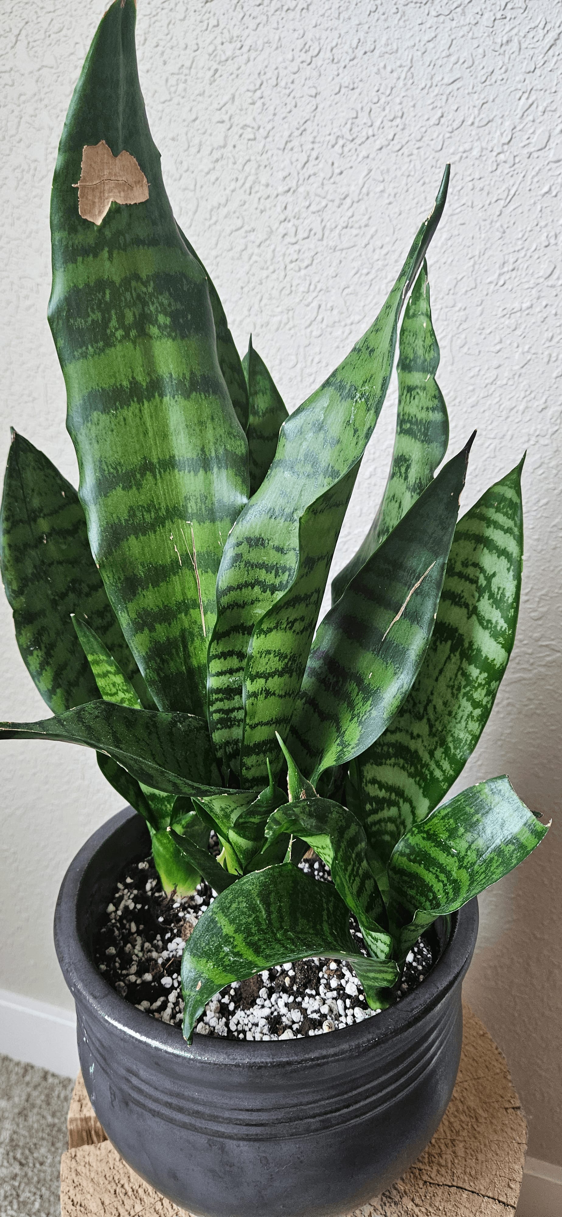 Related image of Dracaena Trifasciata 'Hahnii'