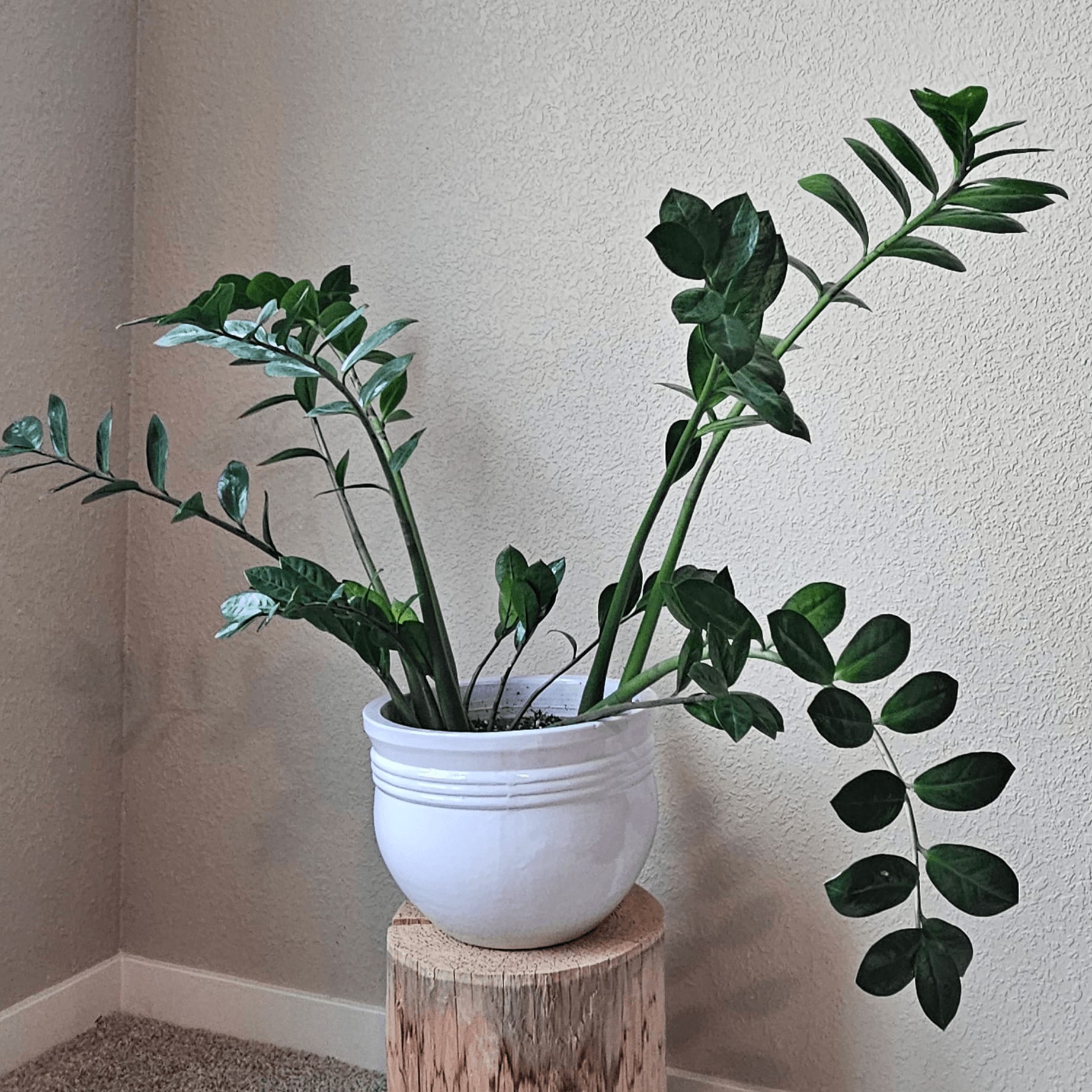 Image of the Zamioculcas Zamiifolia plant