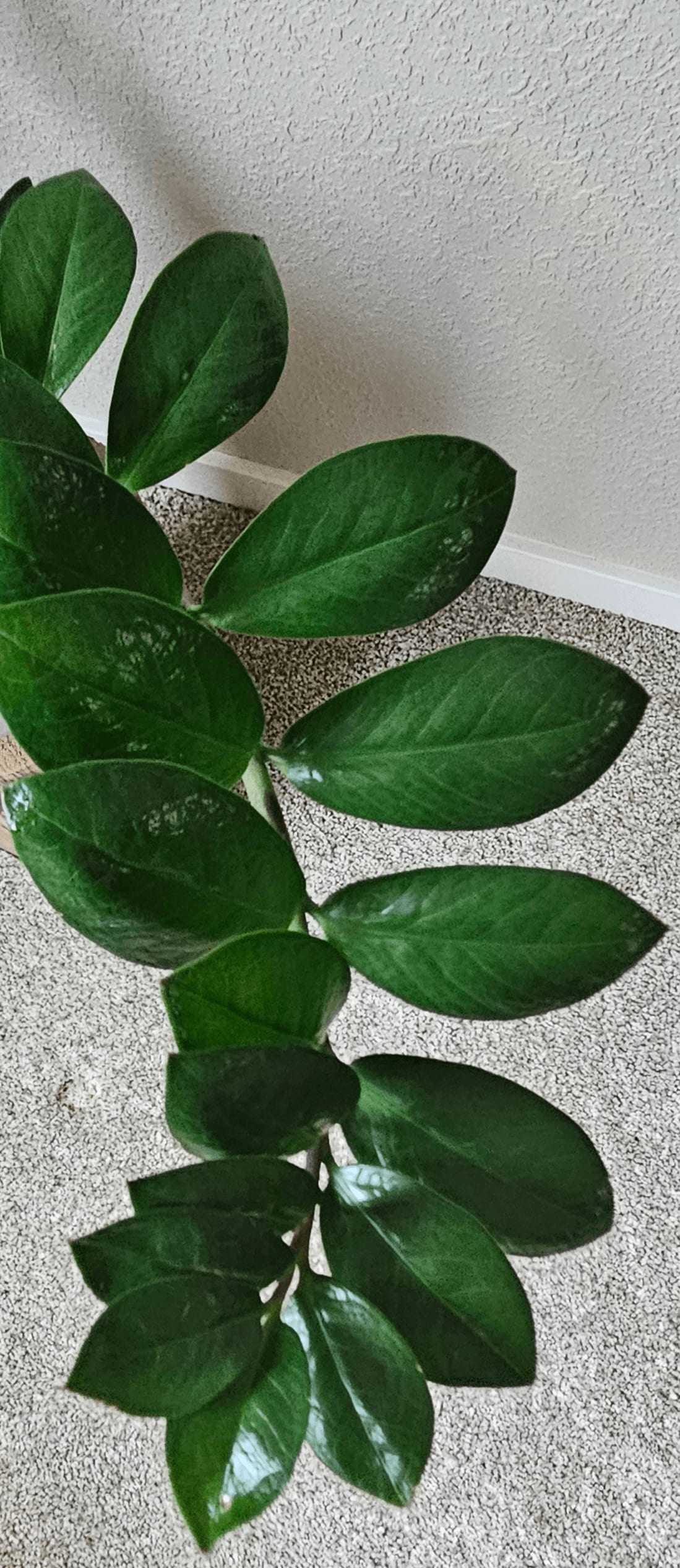Related image of Zamioculcas Zamiifolia