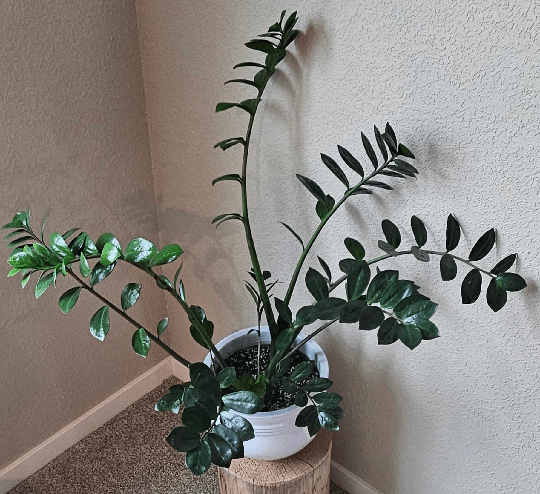 Related image of Zamioculcas Zamiifolia