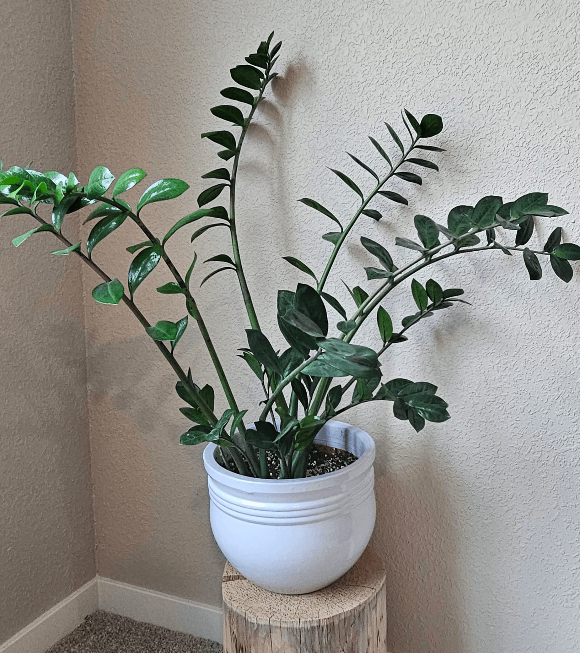 Related image of Zamioculcas Zamiifolia