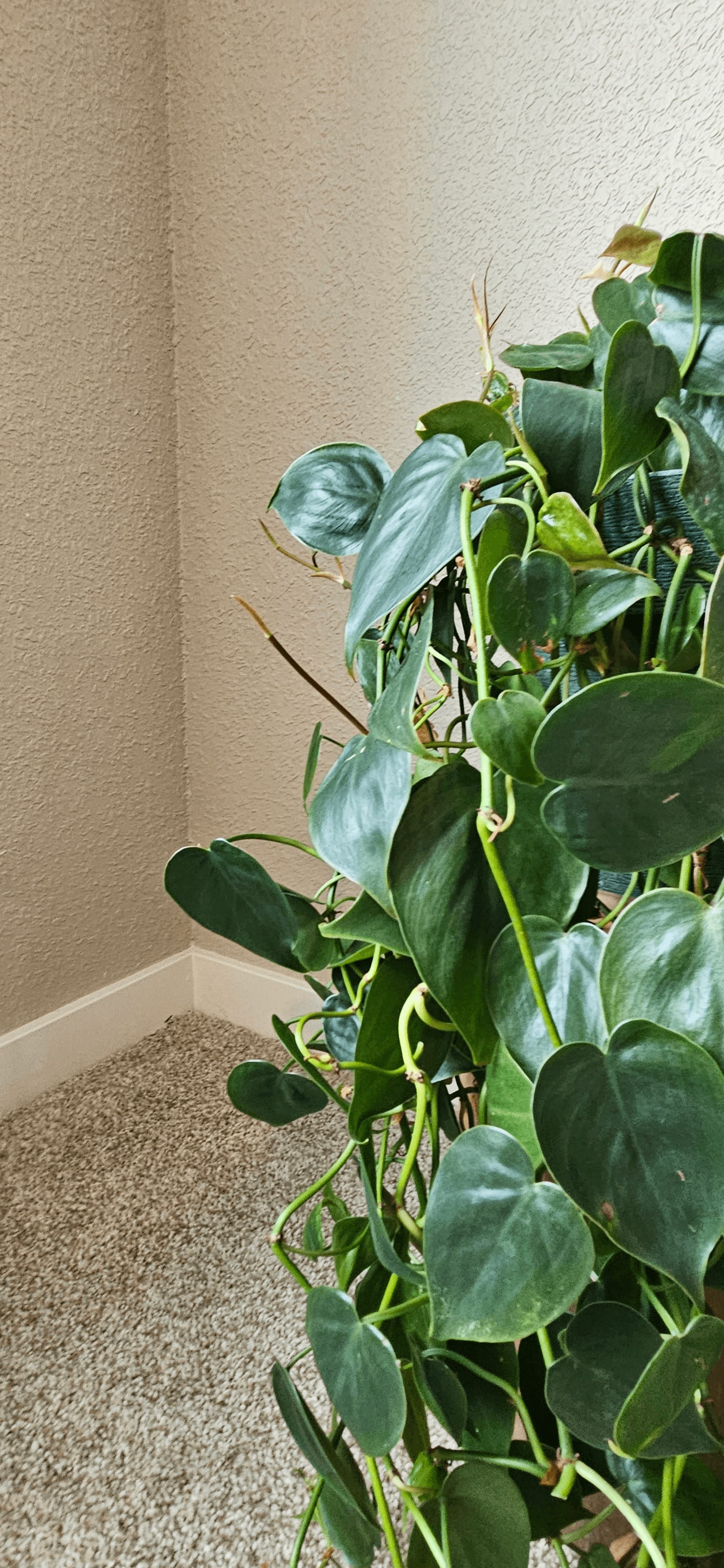 Related image of Philodendron Hederaceum