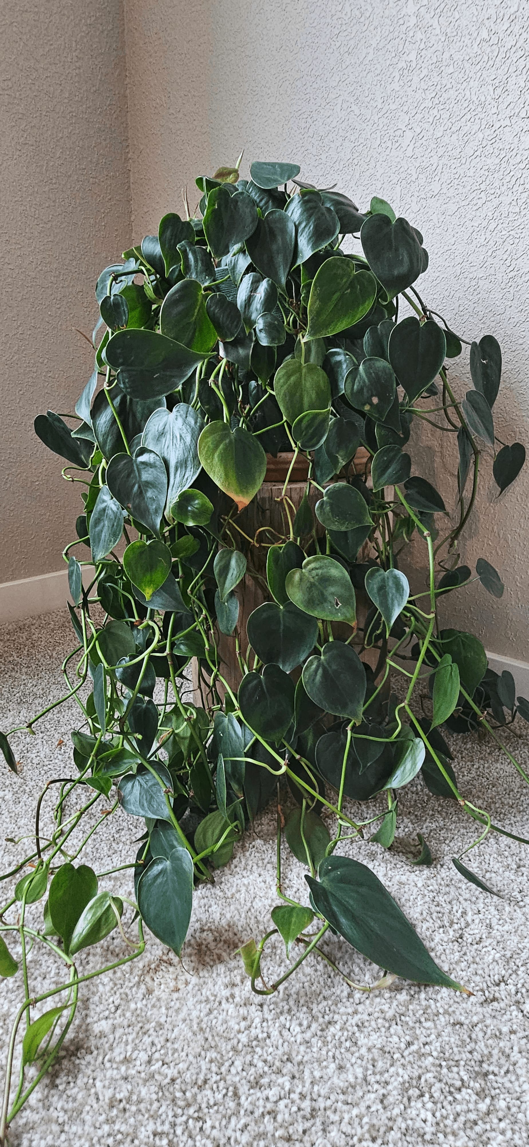 Related image of Philodendron Hederaceum