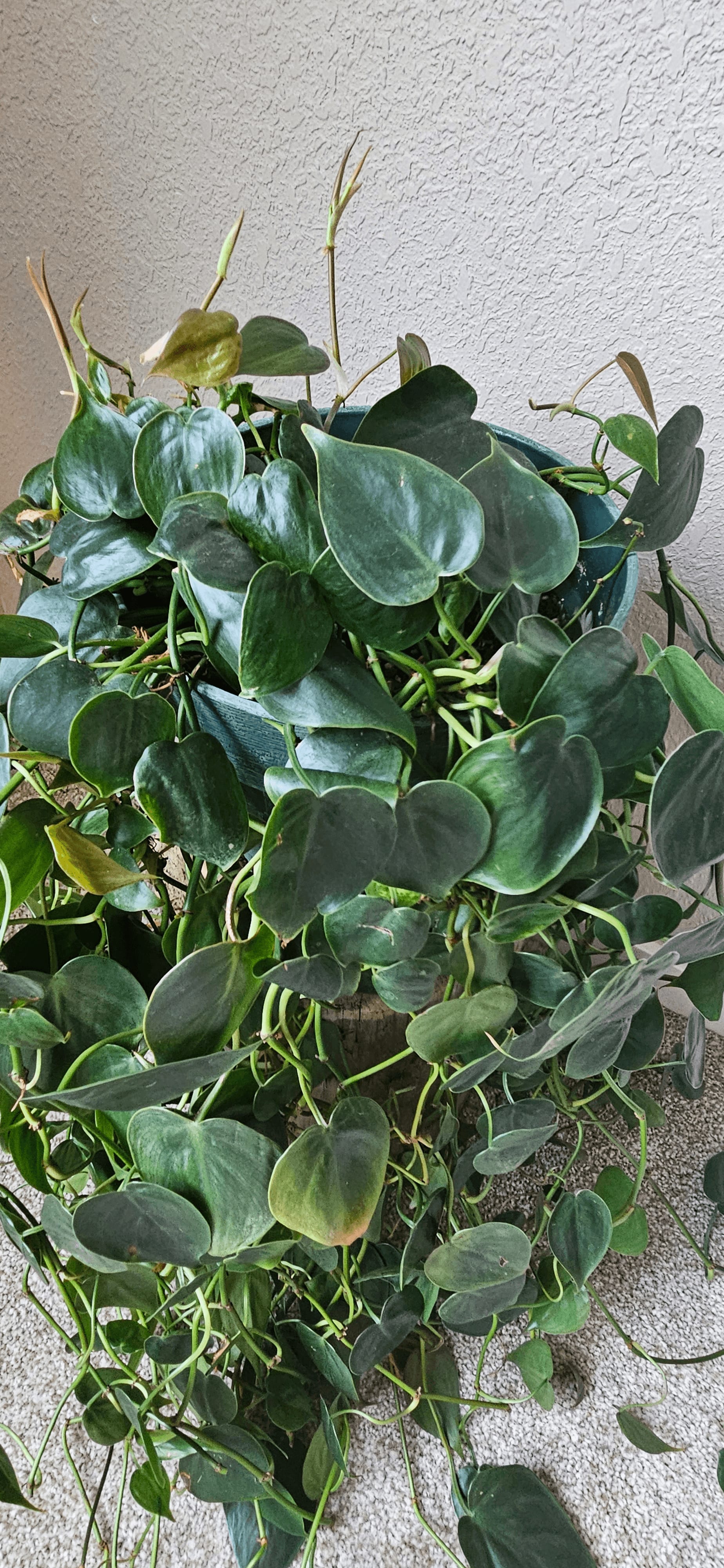 Related image of Philodendron Hederaceum