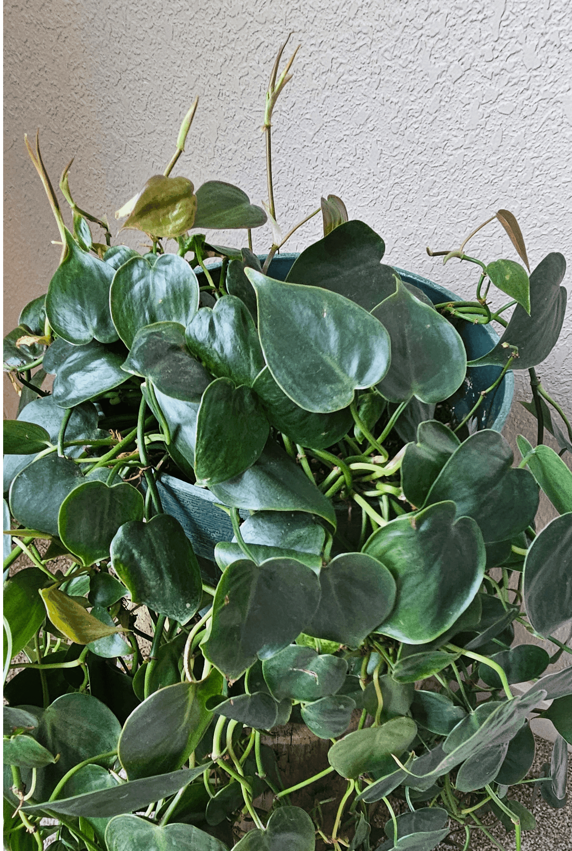 Image of the Philodendron Hederaceum plant