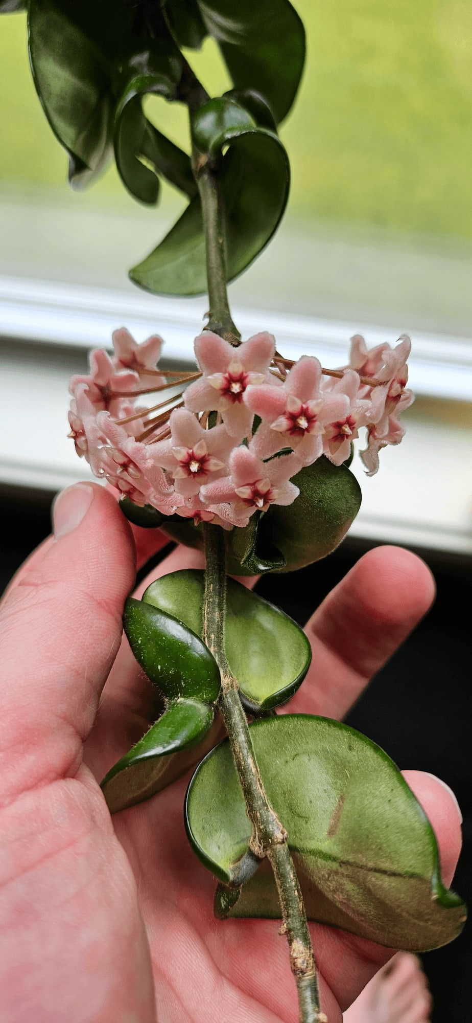 Related image of Hoya Carnosa Compacta