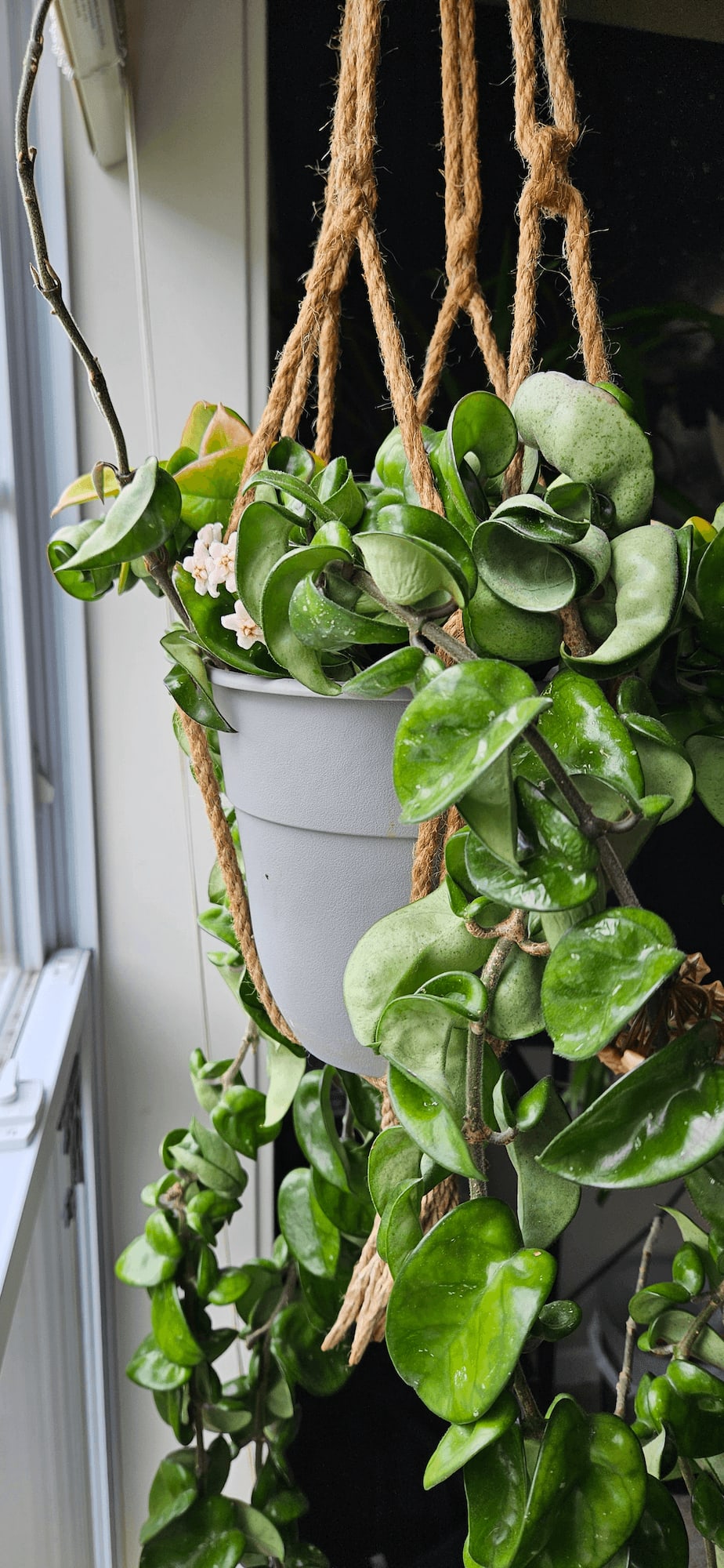 Related image of Hoya Carnosa Compacta