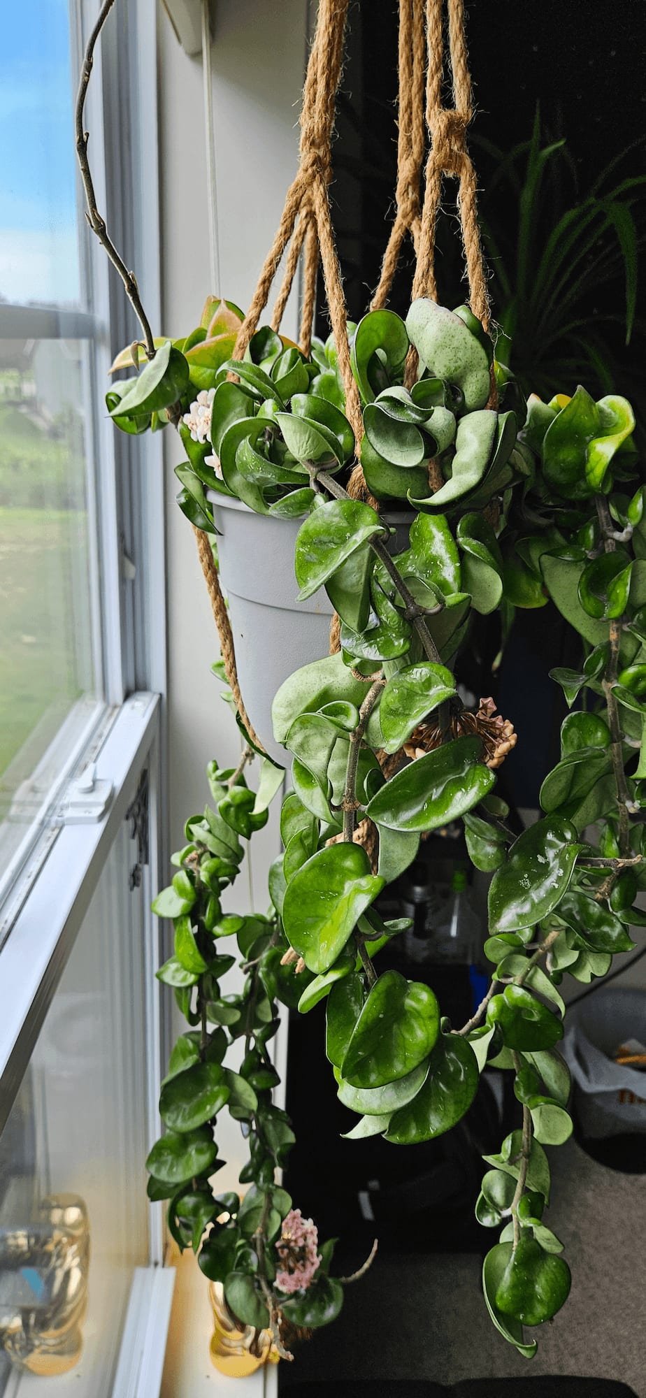 Related image of Hoya Carnosa Compacta