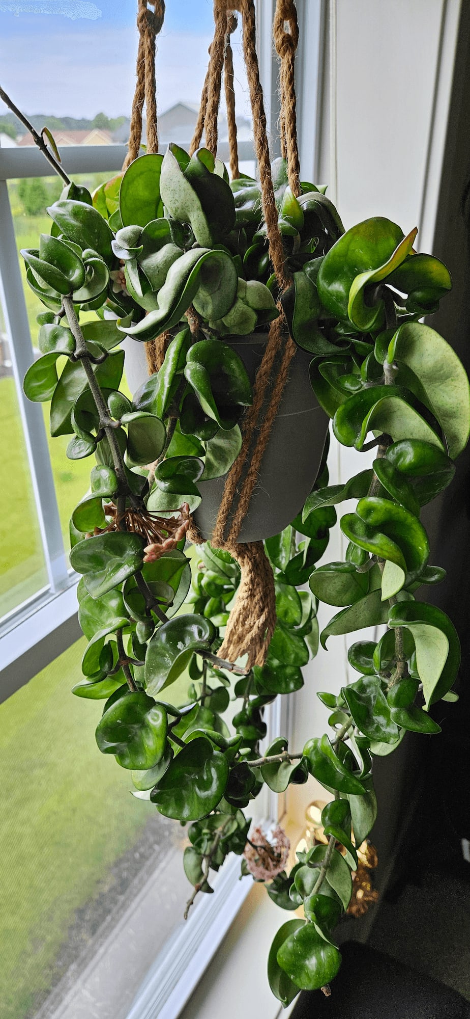 Related image of Hoya Carnosa Compacta