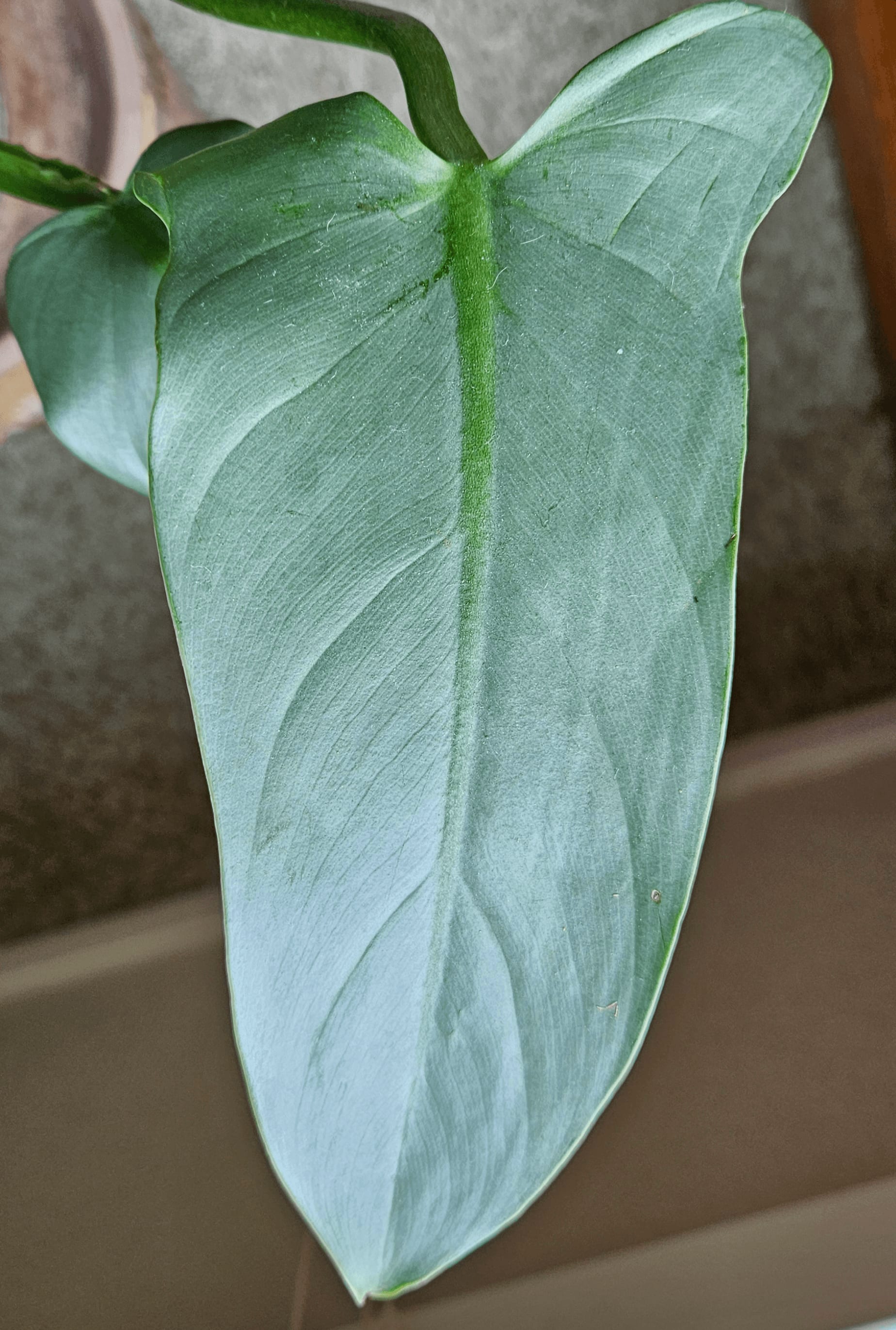 Related image of Philodendron Hastatum