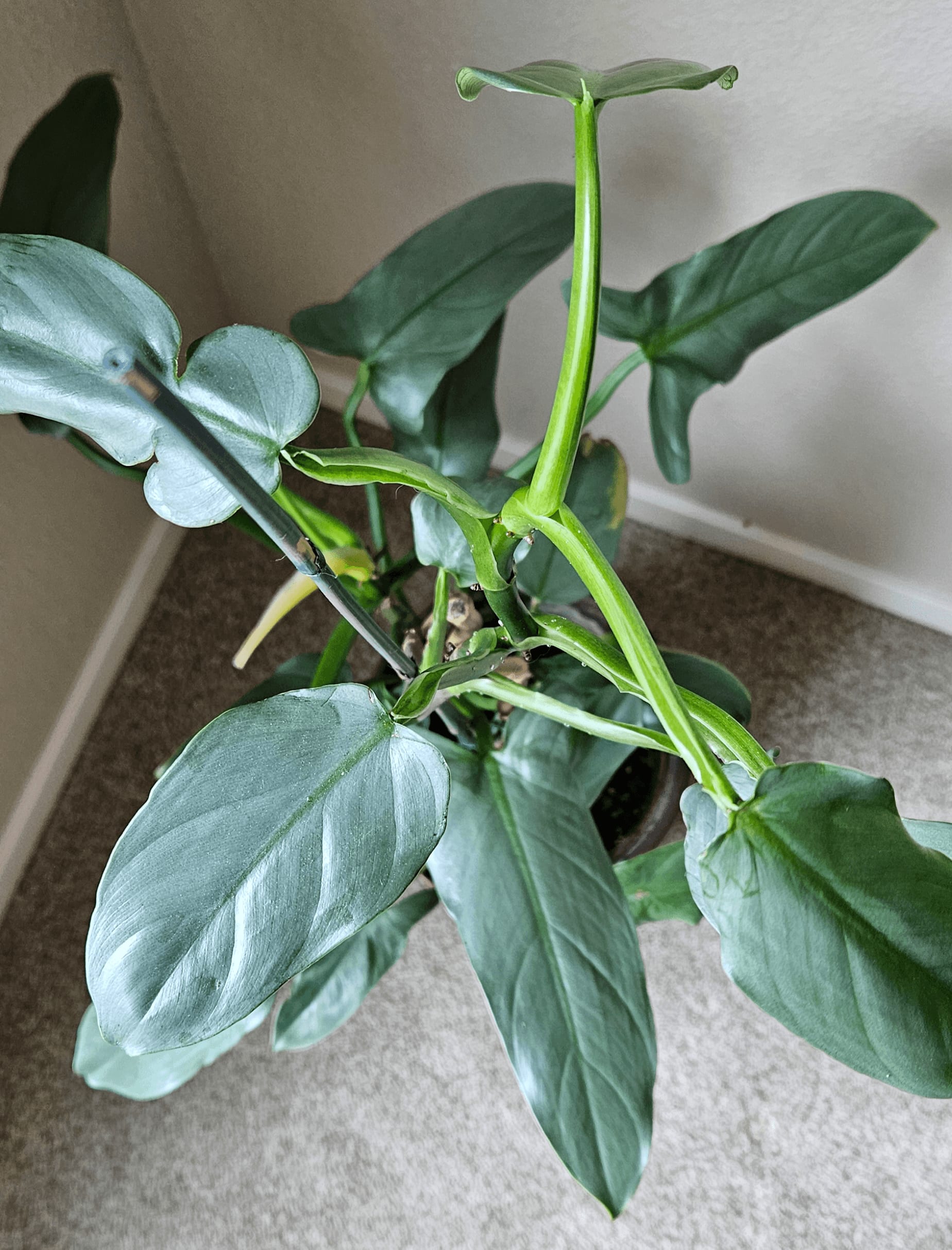 Image of the Philodendron Hastatum plant