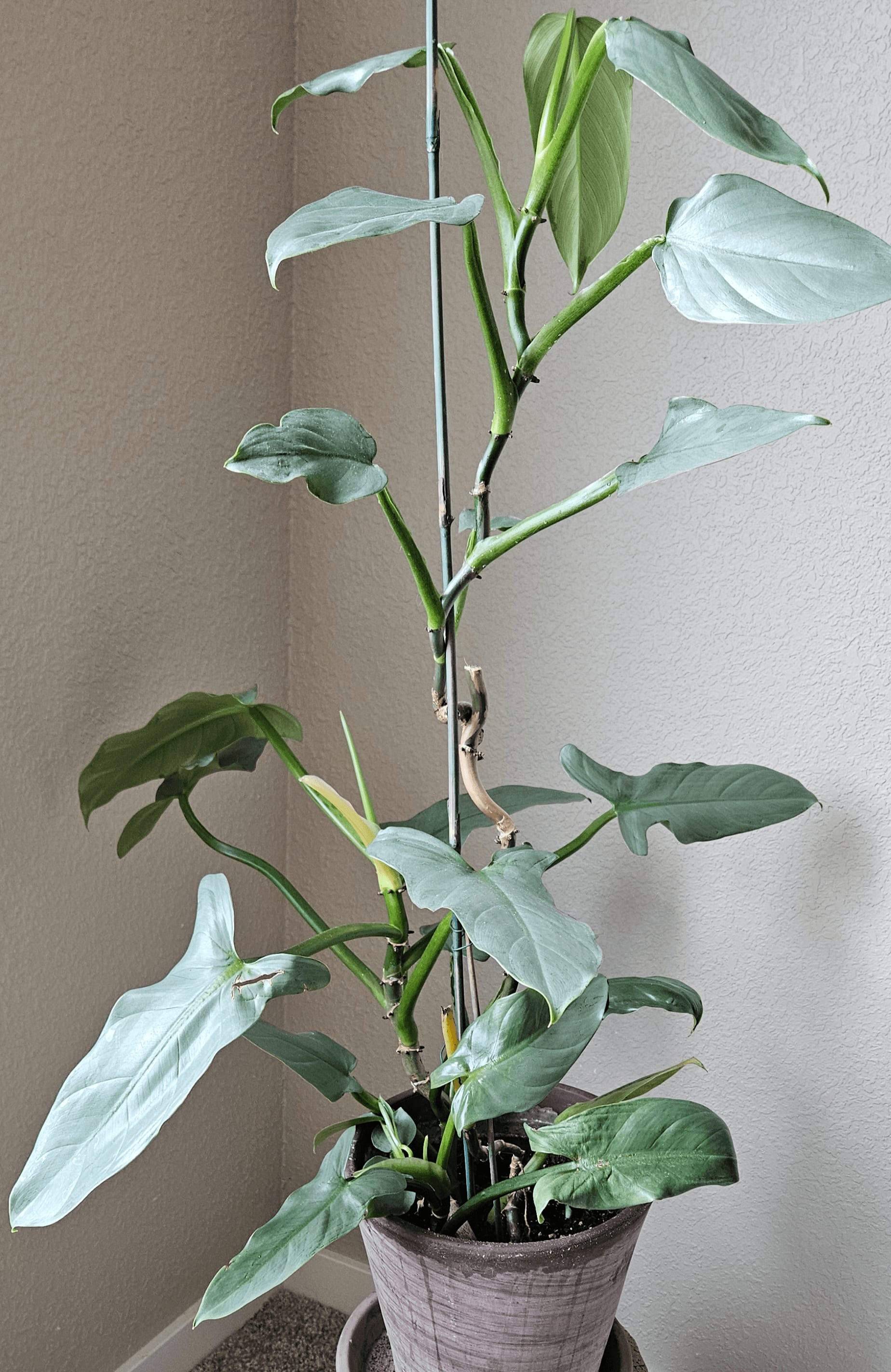 Related image of Philodendron Hastatum