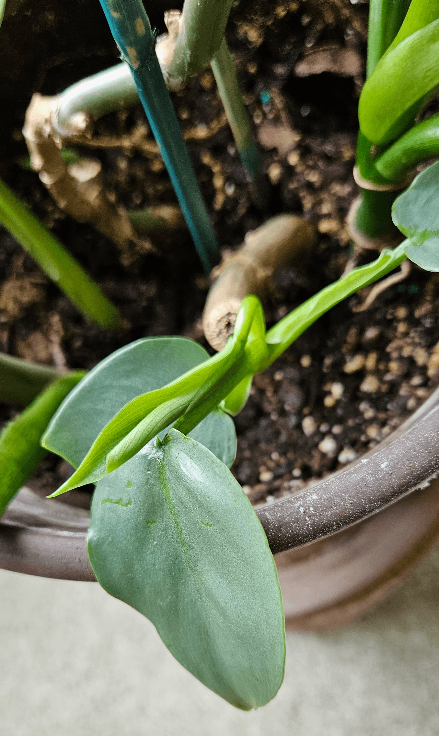 Related image of Philodendron Hastatum