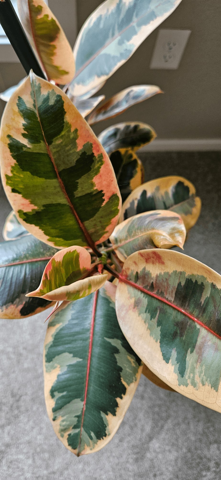 Related image of Ficus Elastica