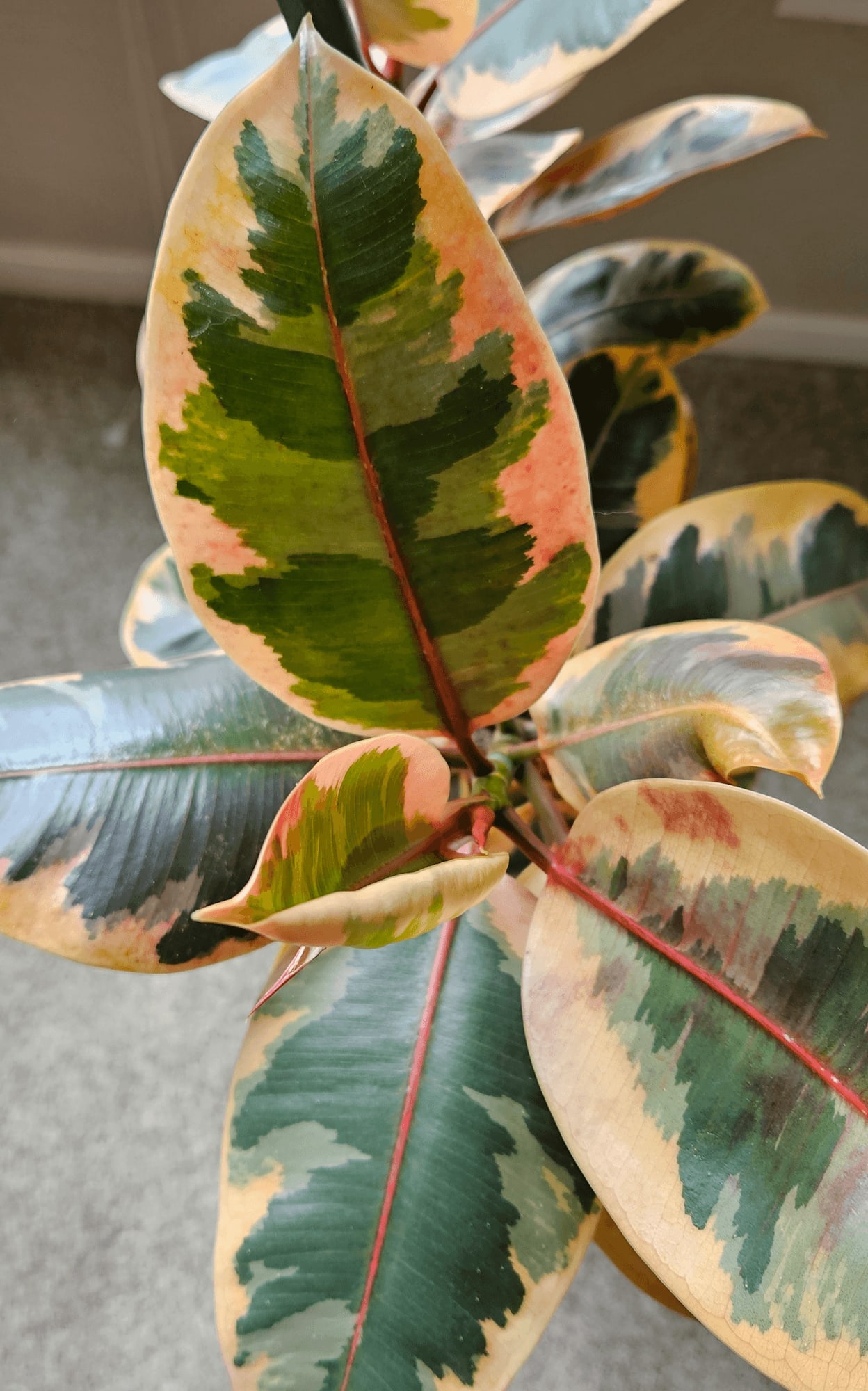 Related image of Ficus Elastica