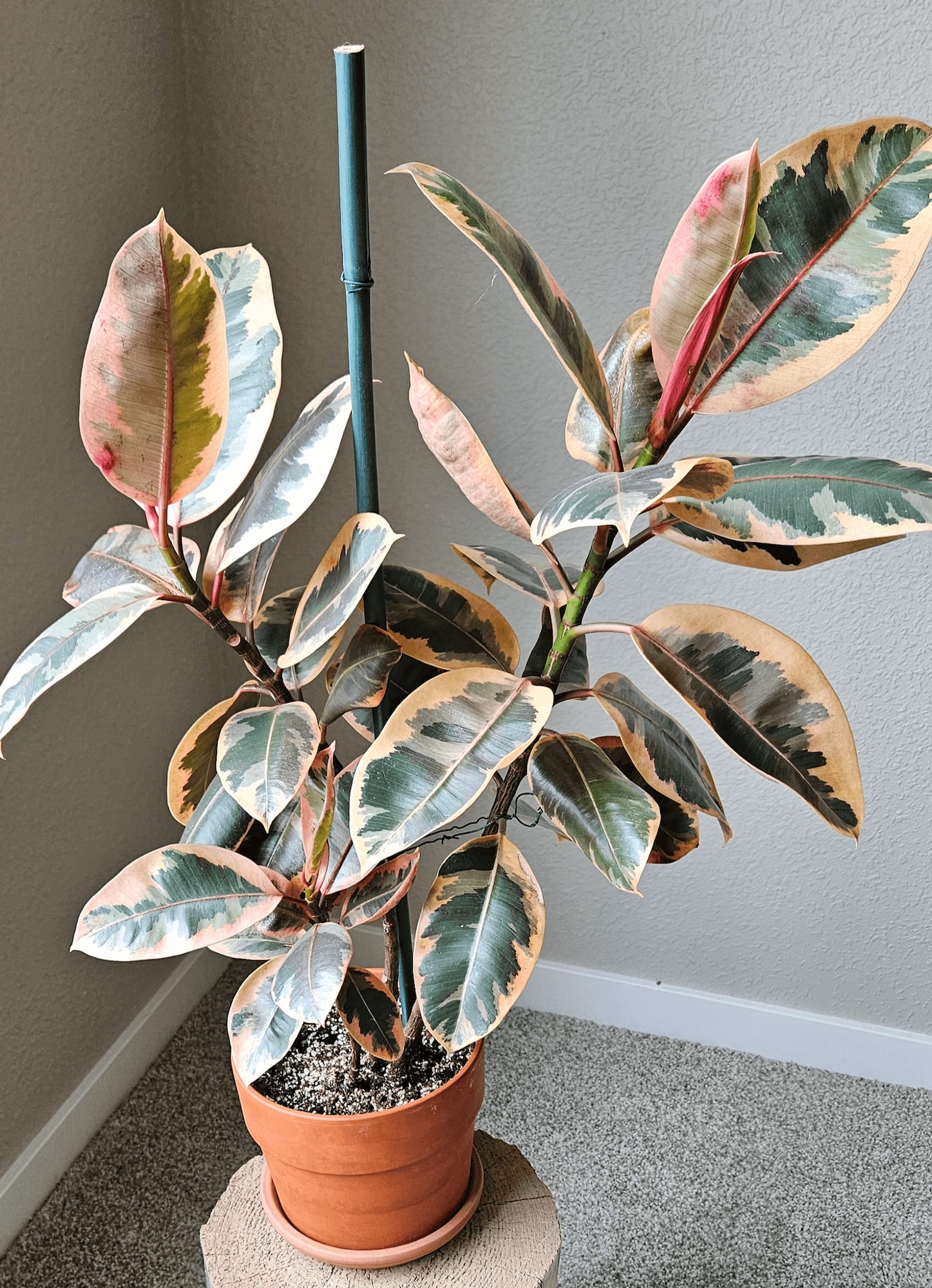 Image of the Ficus Elastica plant