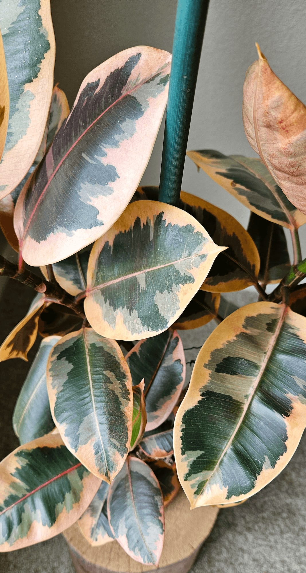 Related image of Ficus Elastica